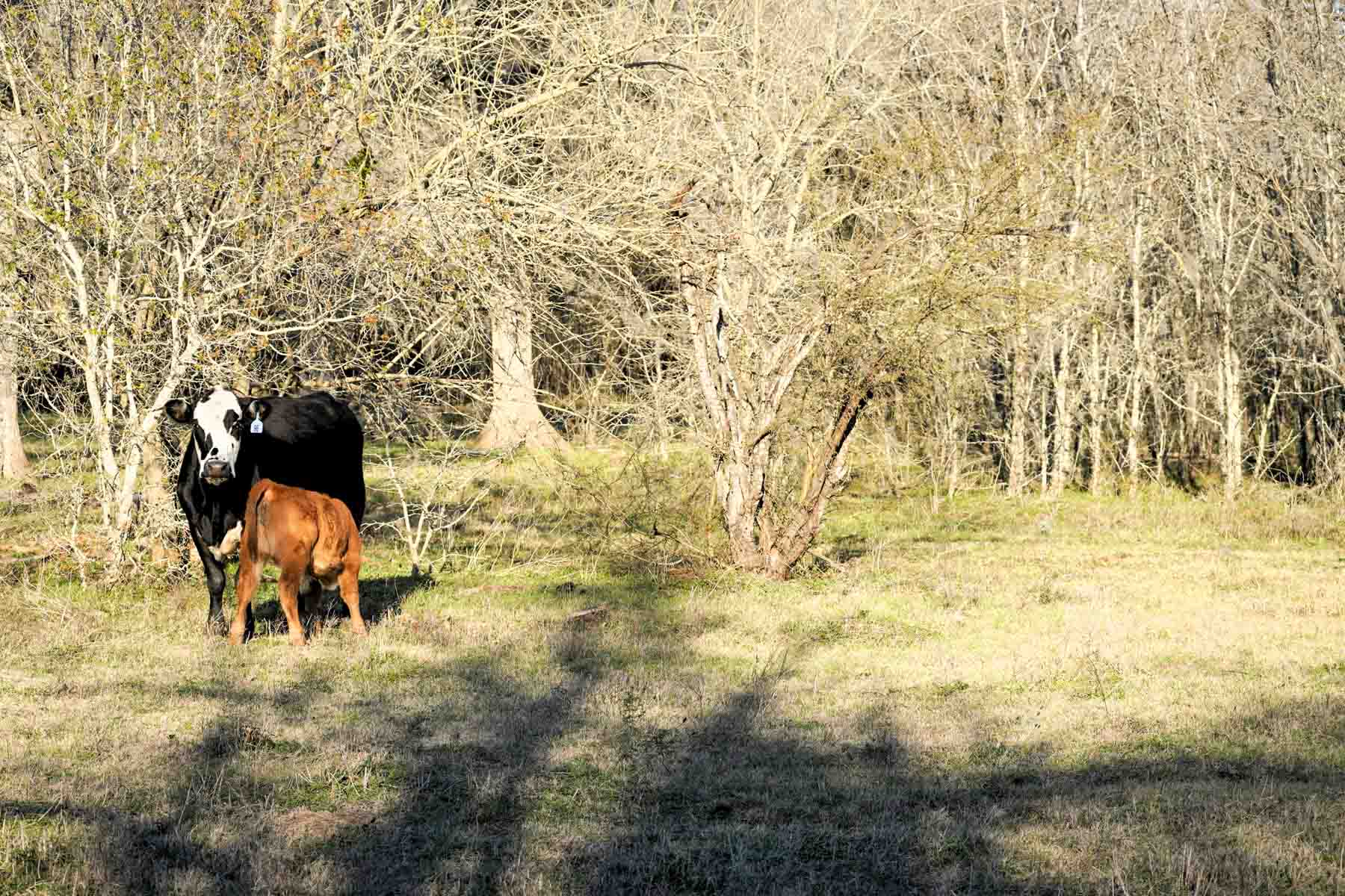 Ranch on Irons Creek property picture 30 of 42