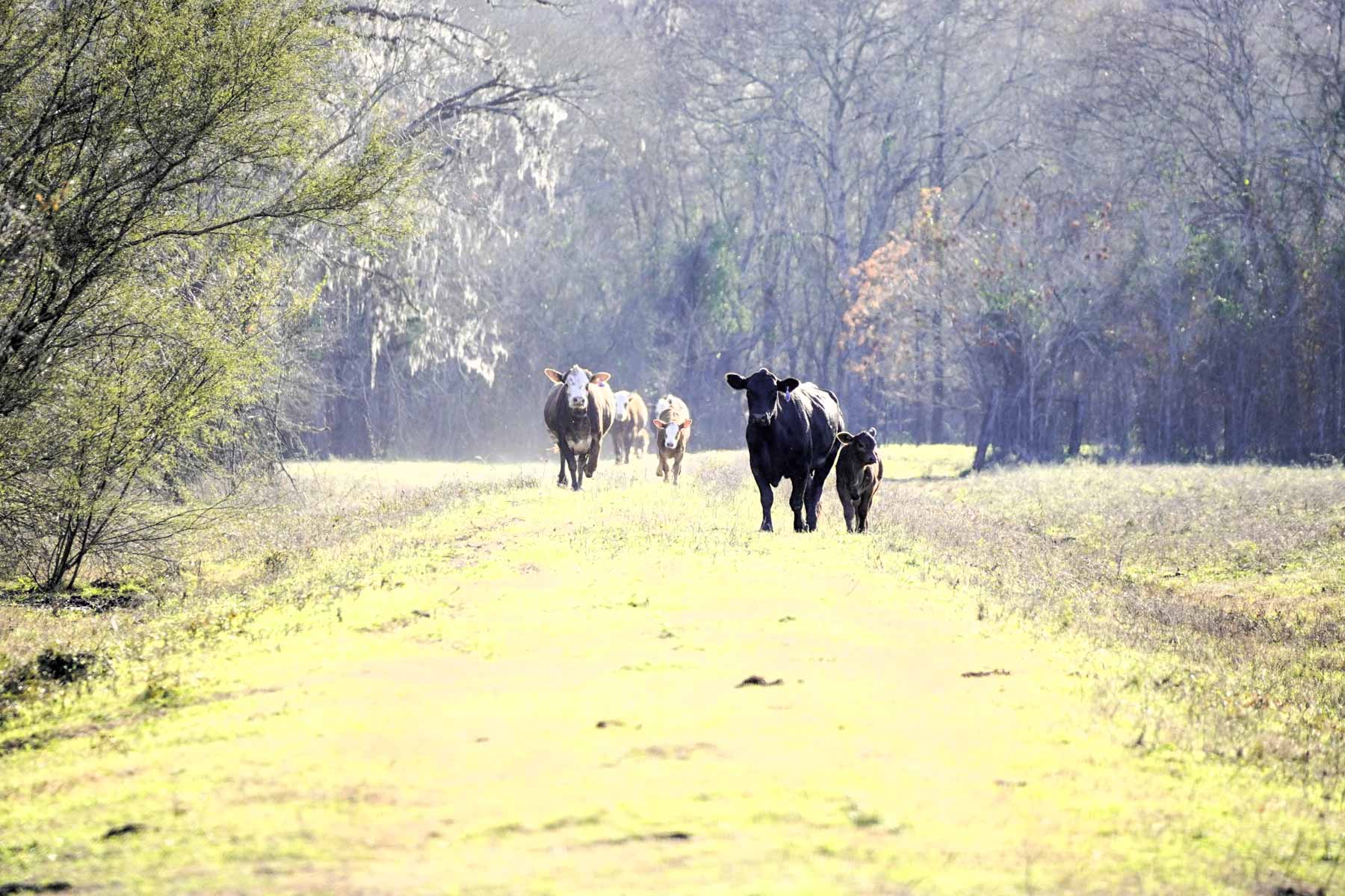 Ranch on Irons Creek property picture 12 of 42