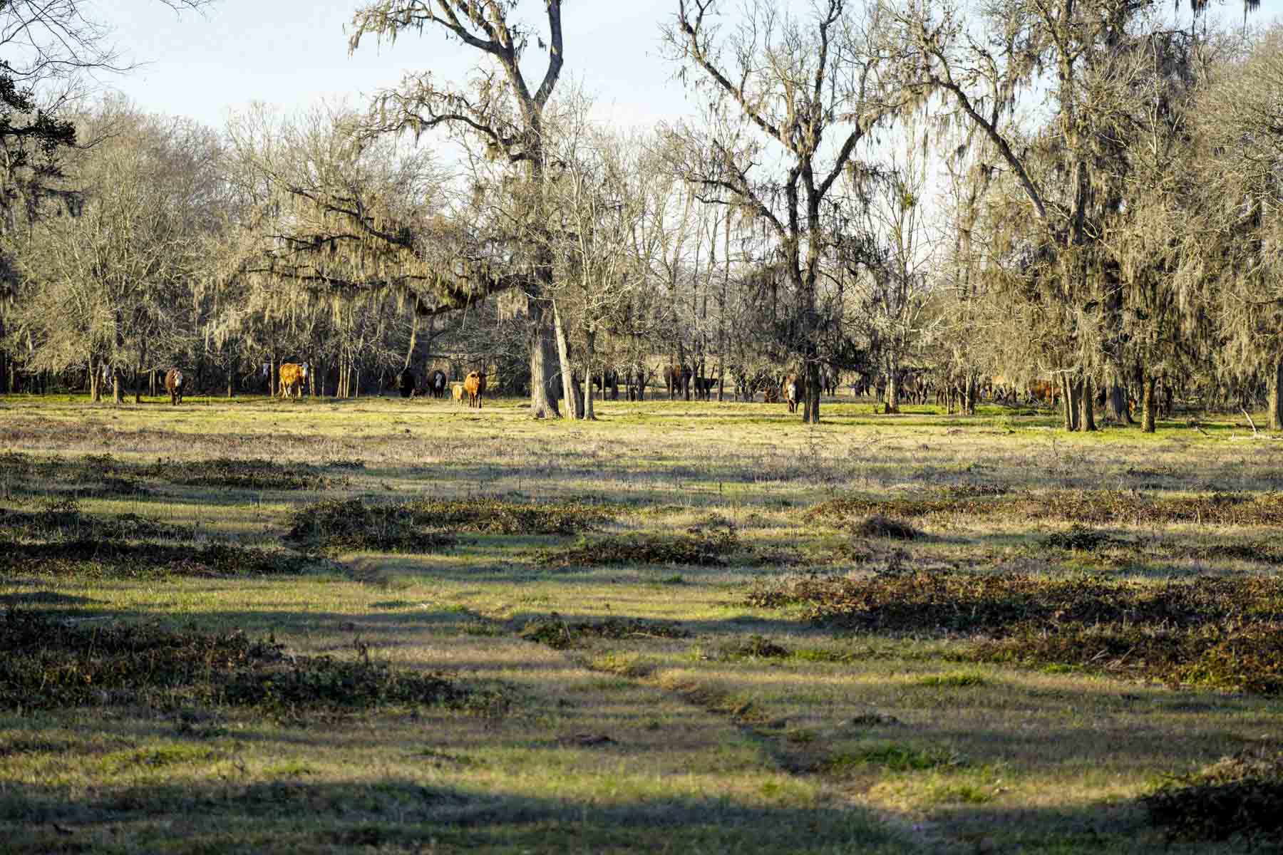 Ranch on Irons Creek property picture 9 of 28