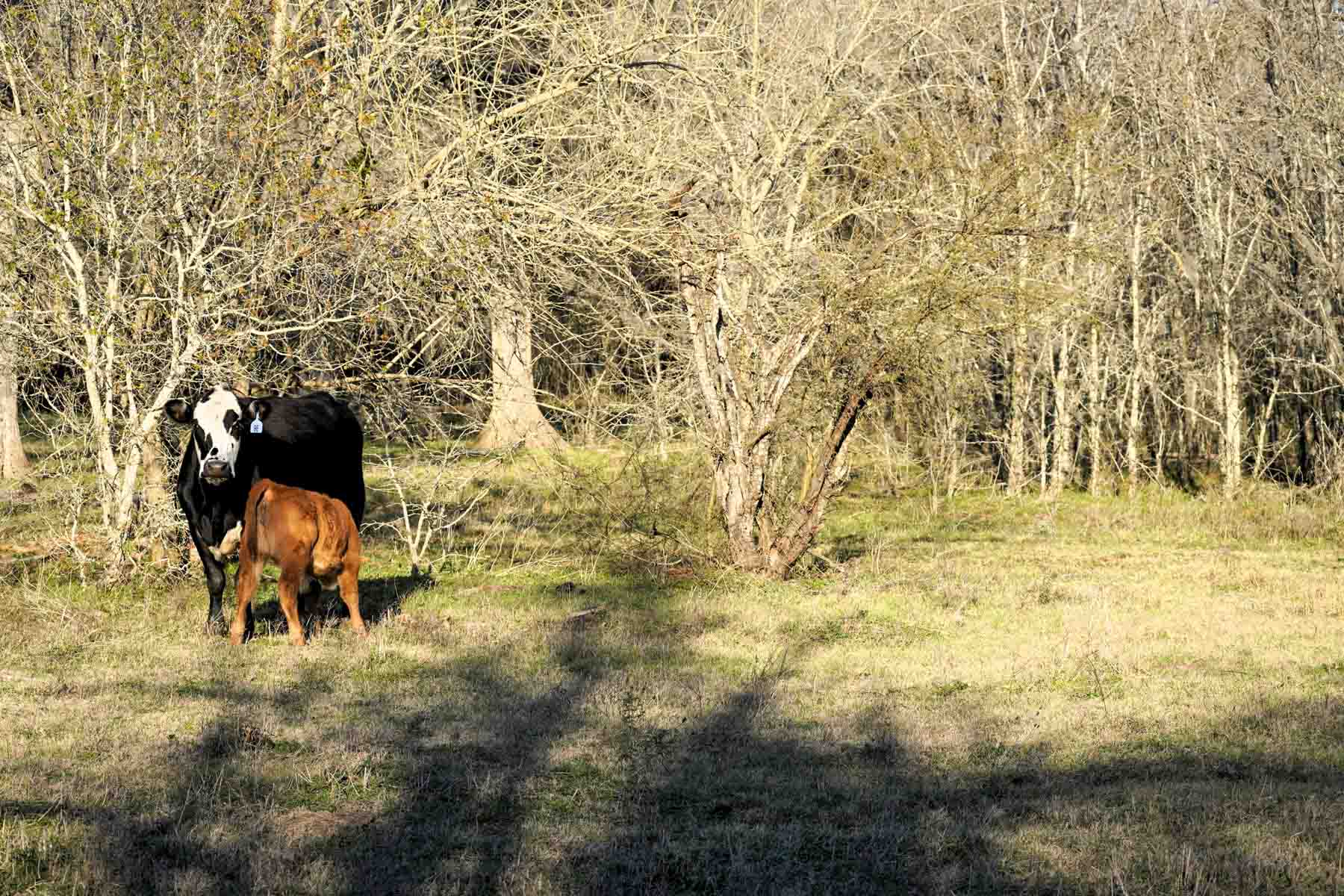 Ranch on Irons Creek property picture 23 of 28