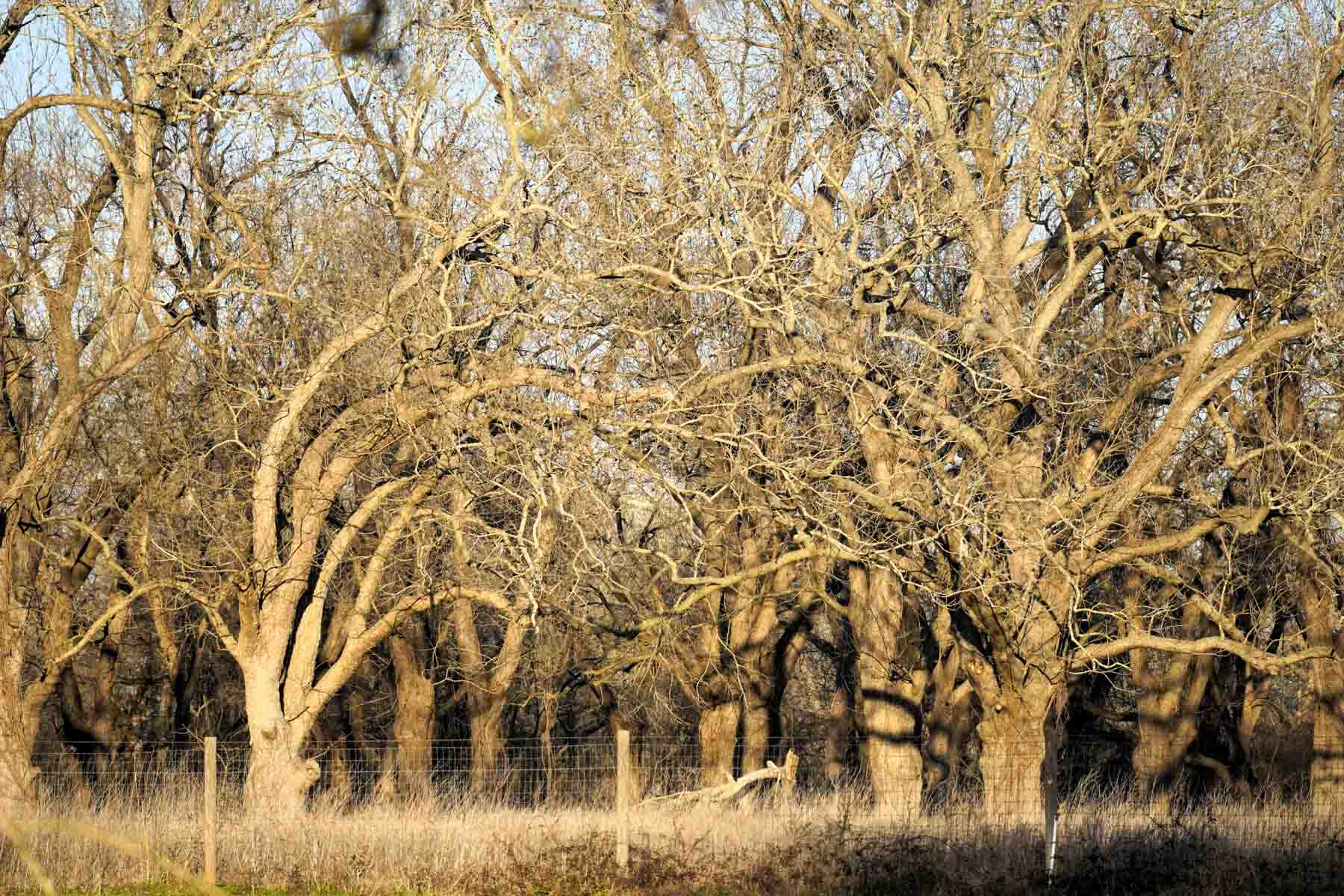 Ranch on Irons Creek property picture 10 of 28