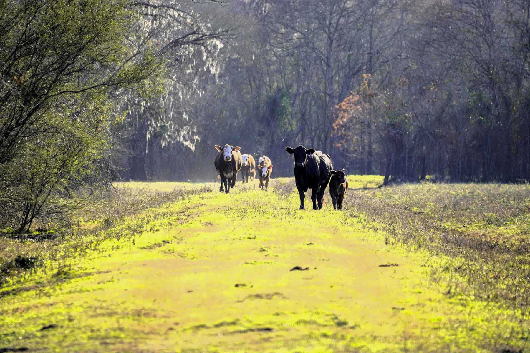Ranch on Irons Creek property picture 8 of 28