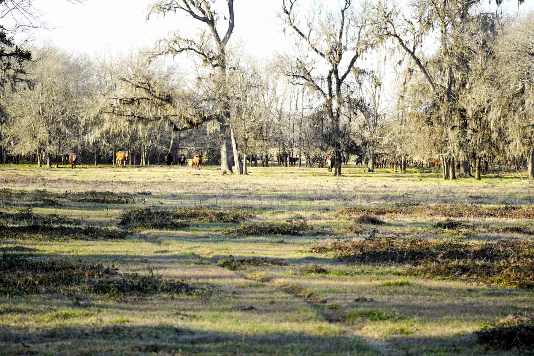 Ranch on Irons Creek property picture 16 of 42
