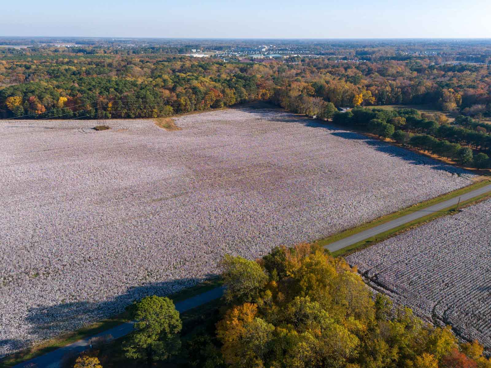 Cotton Rose Farm property picture 20 of 24