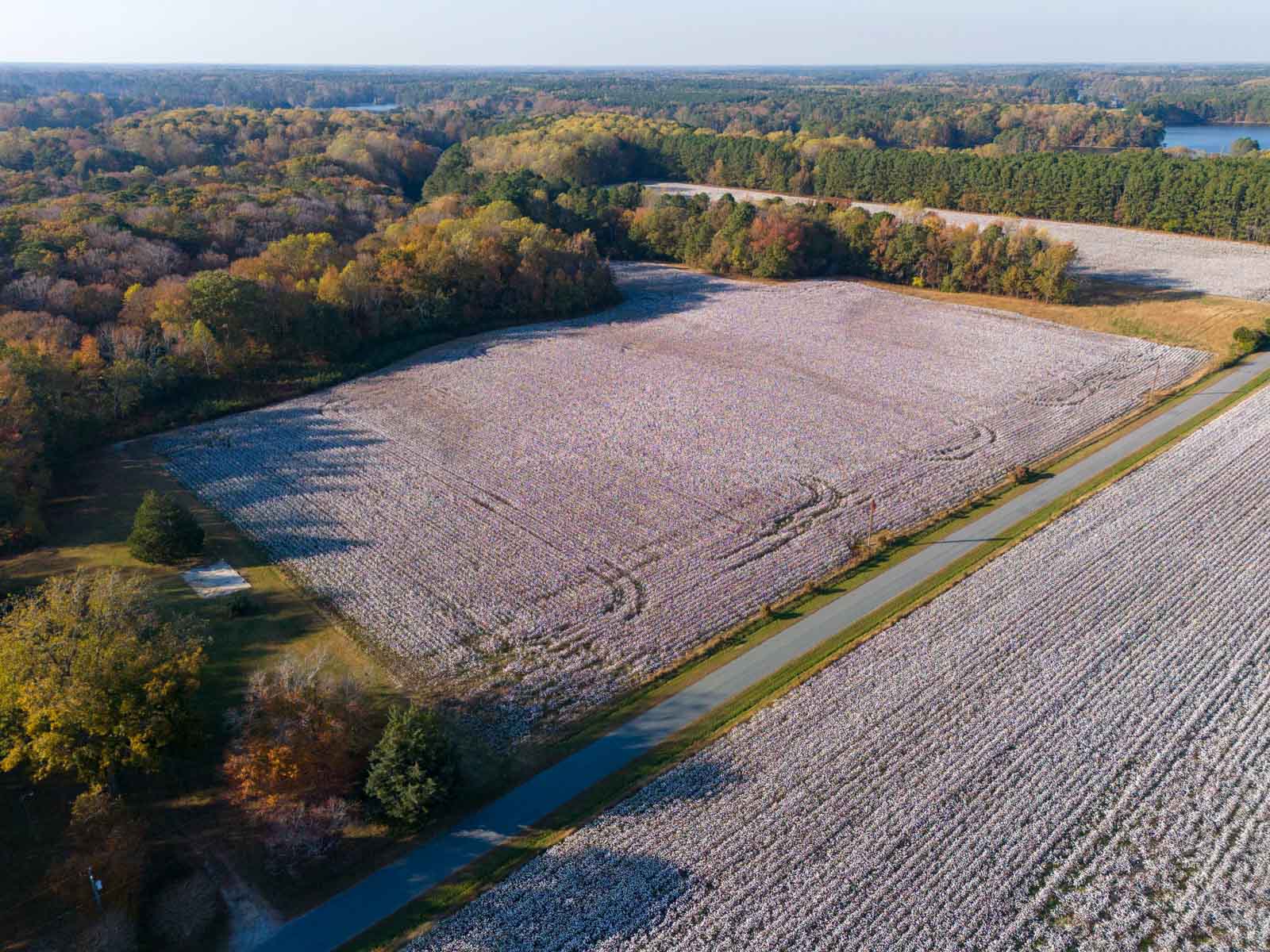 Cotton Rose Farm property picture 23 of 24