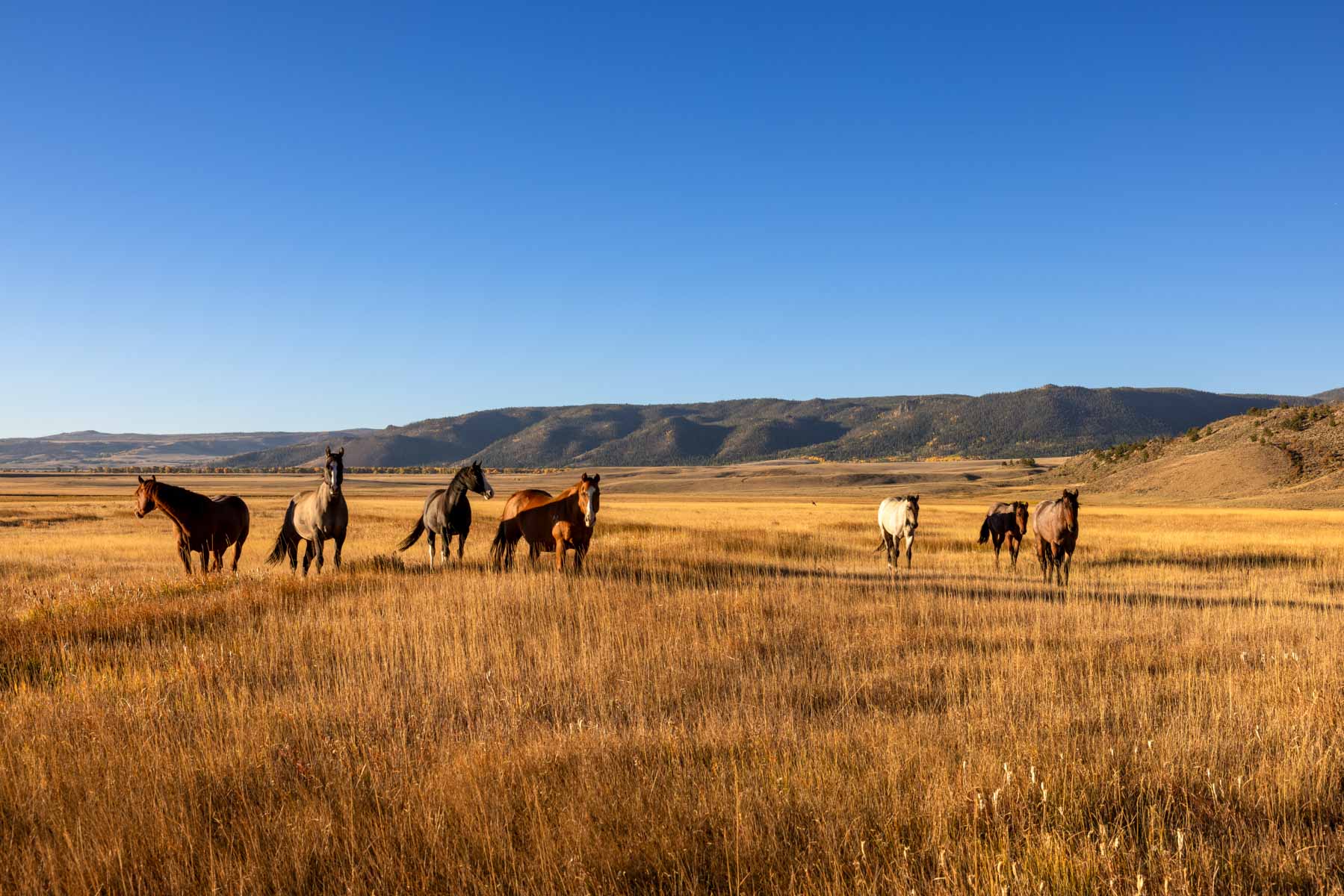 Cross Creek Ranch property picture 5 of 47