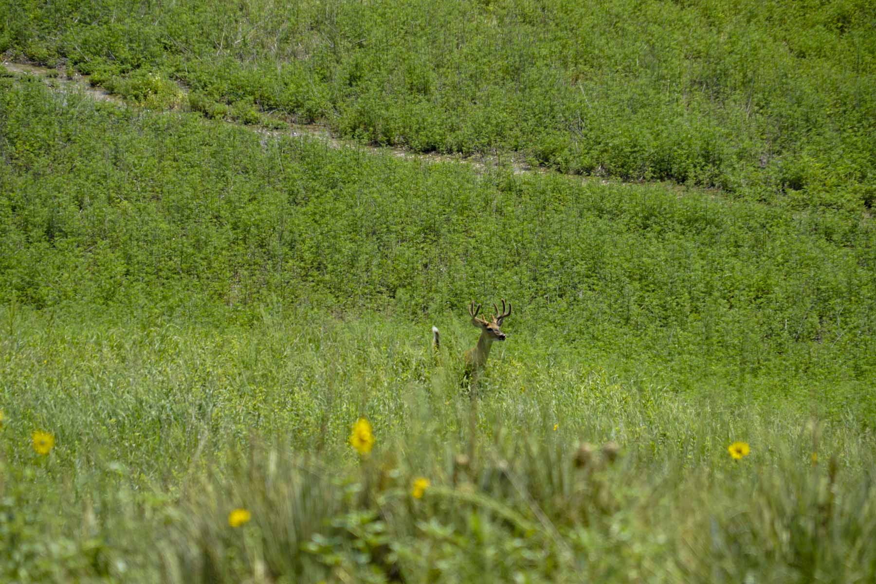 Otter Creek Ranch property picture 48 of 87