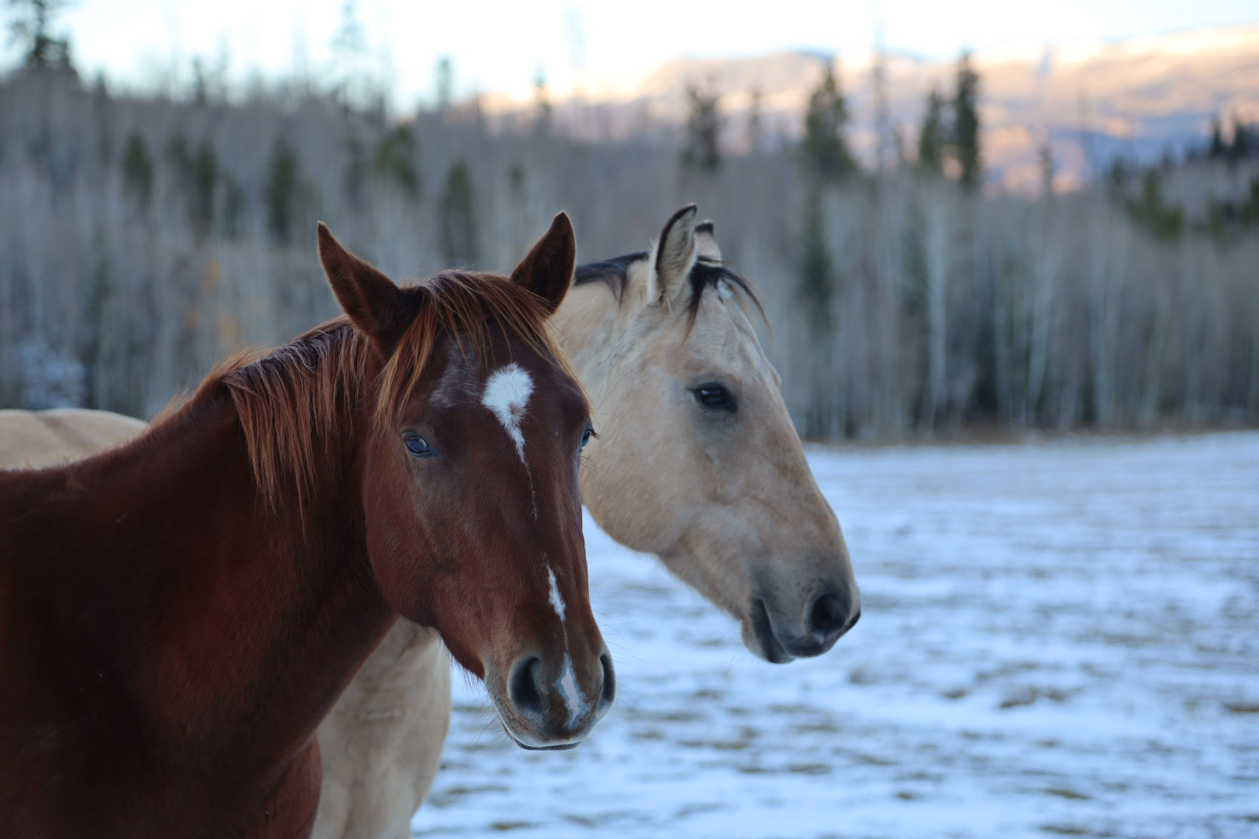 Triple Creek Ranch property picture 38 of 88