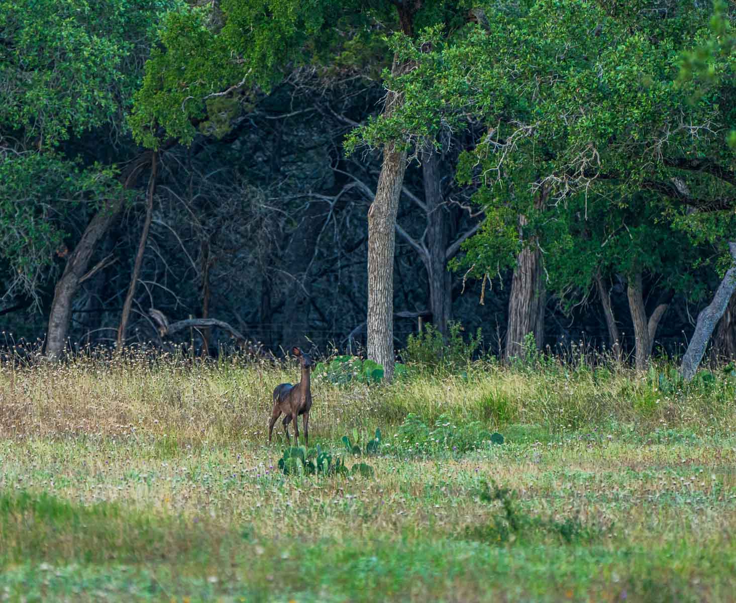 Circle S Estate property picture 38 of 79