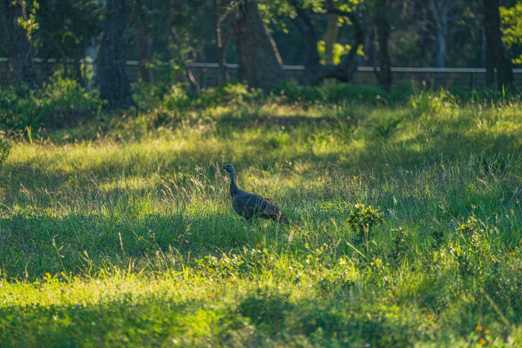 Circle S Estate property picture 36 of 79