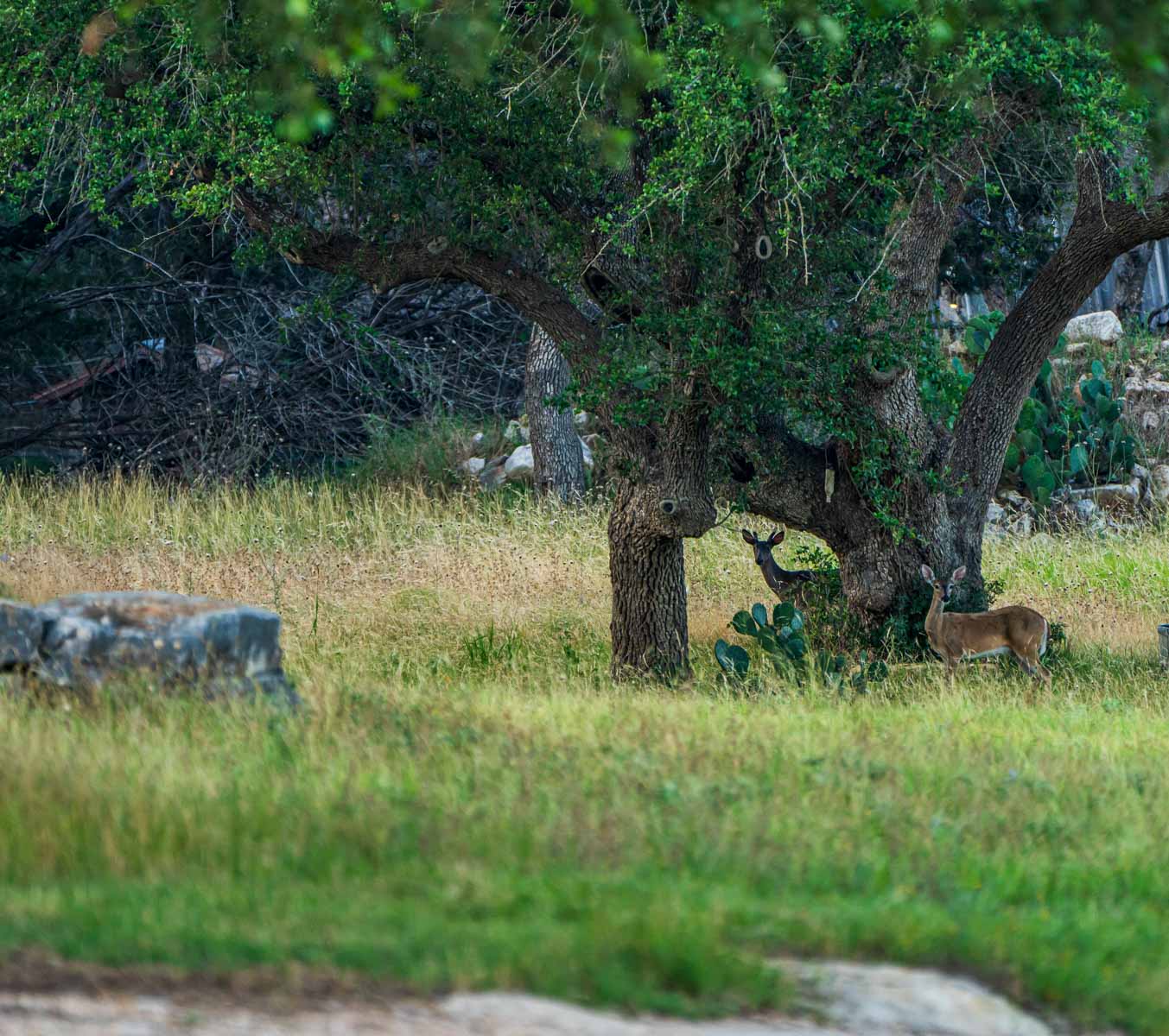 Circle S Estate property picture 37 of 79