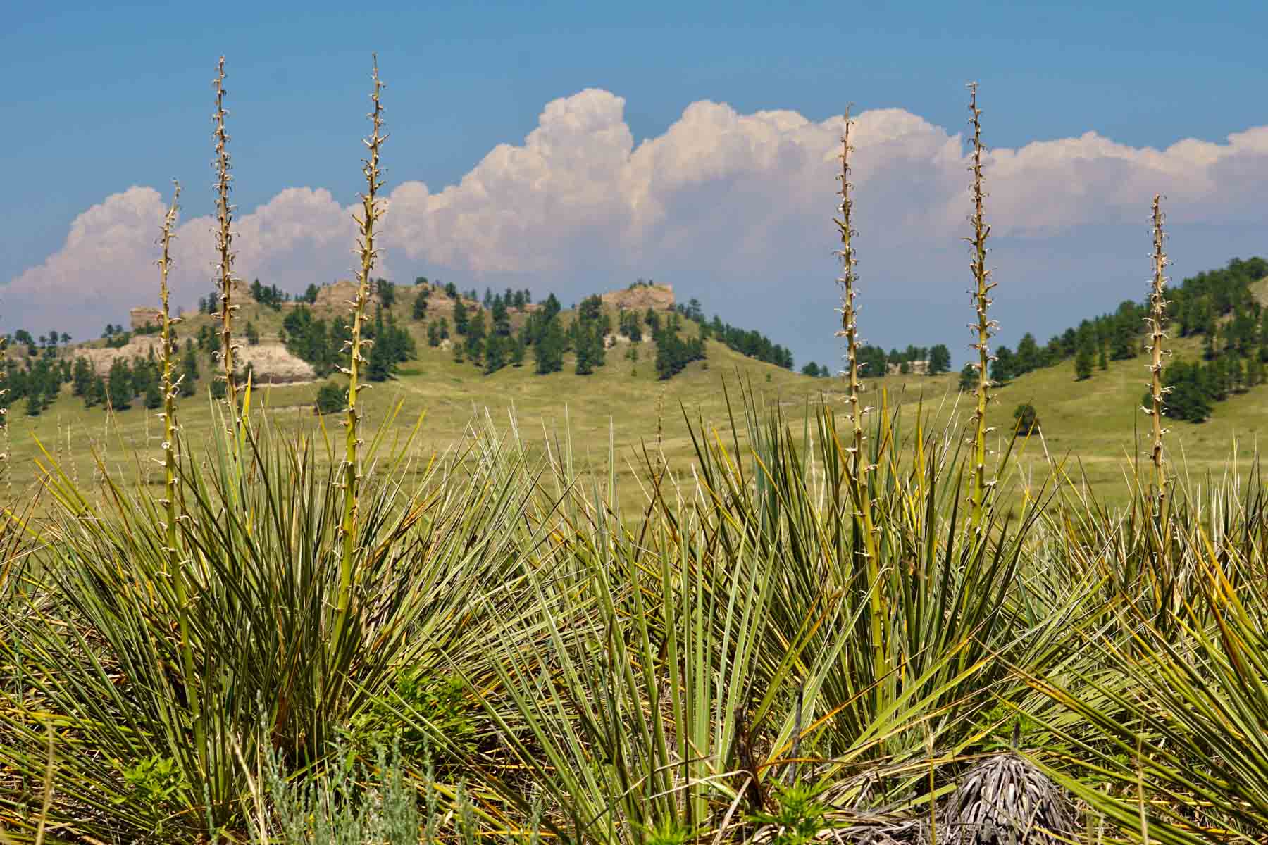 Bozle Creek Ranch property picture 40 of 87