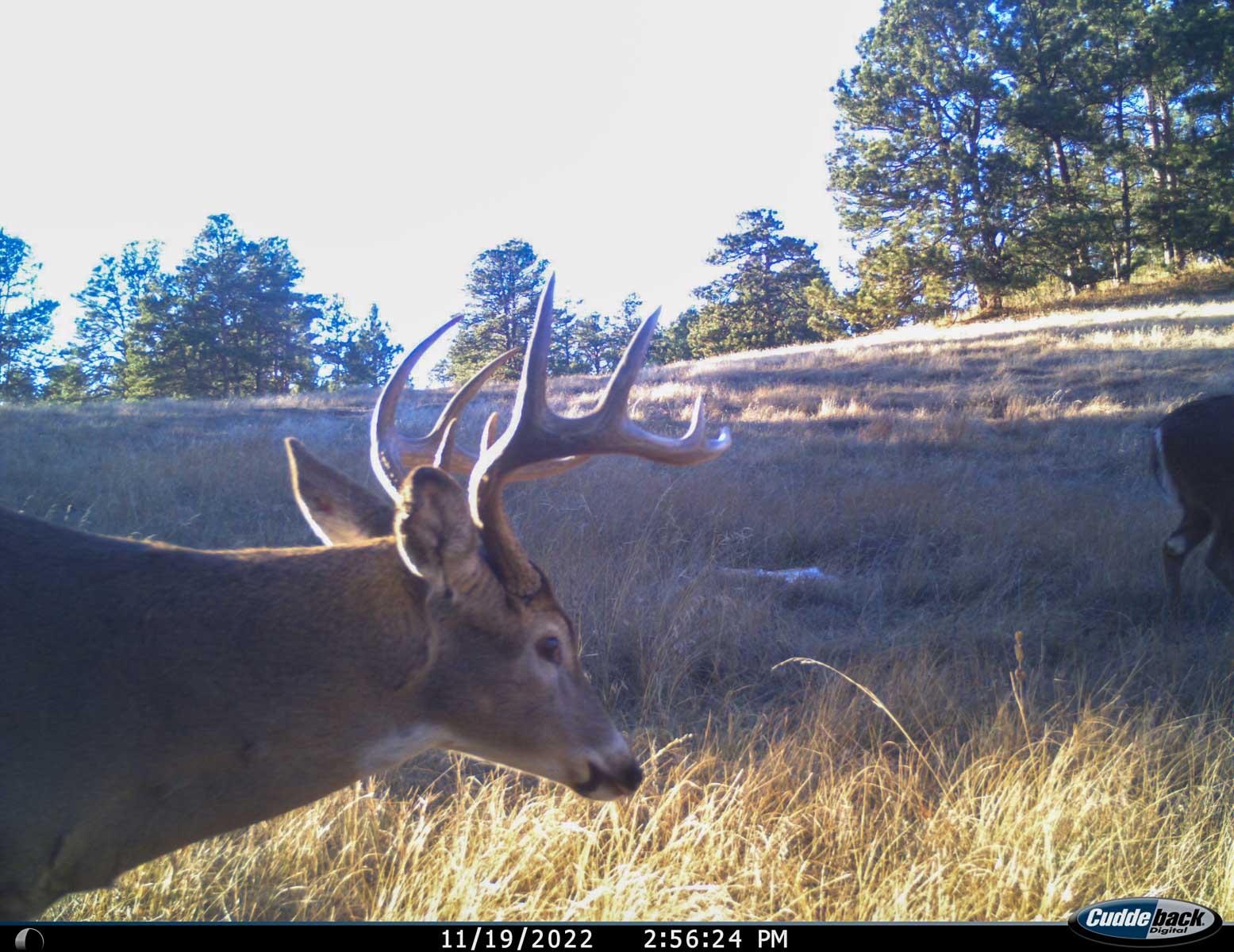 Bozle Creek Ranch property picture 5 of 87
