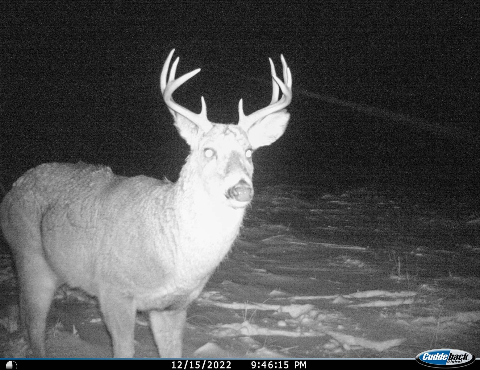 Bozle Creek Ranch property picture 54 of 87