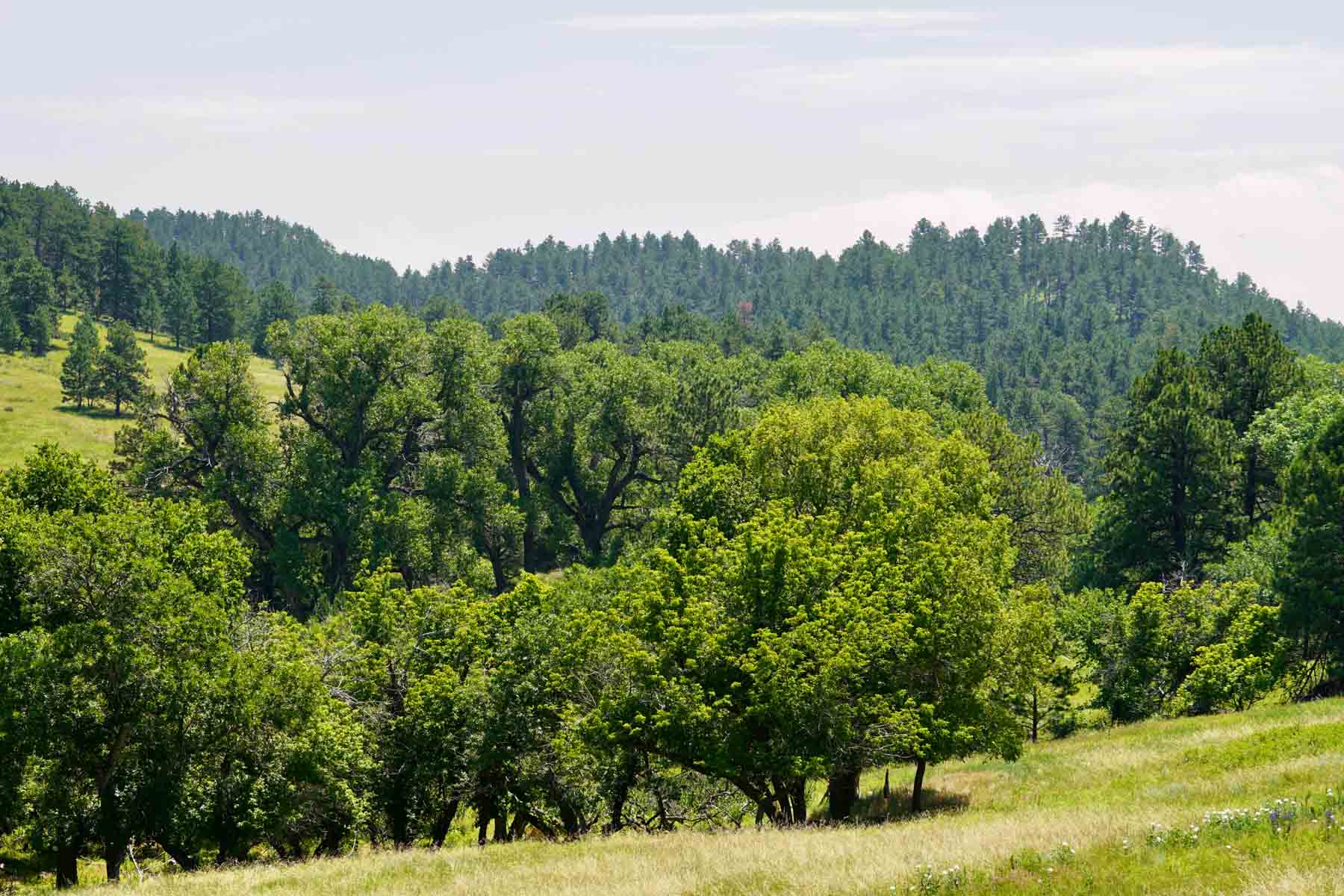 Bozle Creek Ranch property picture 30 of 87