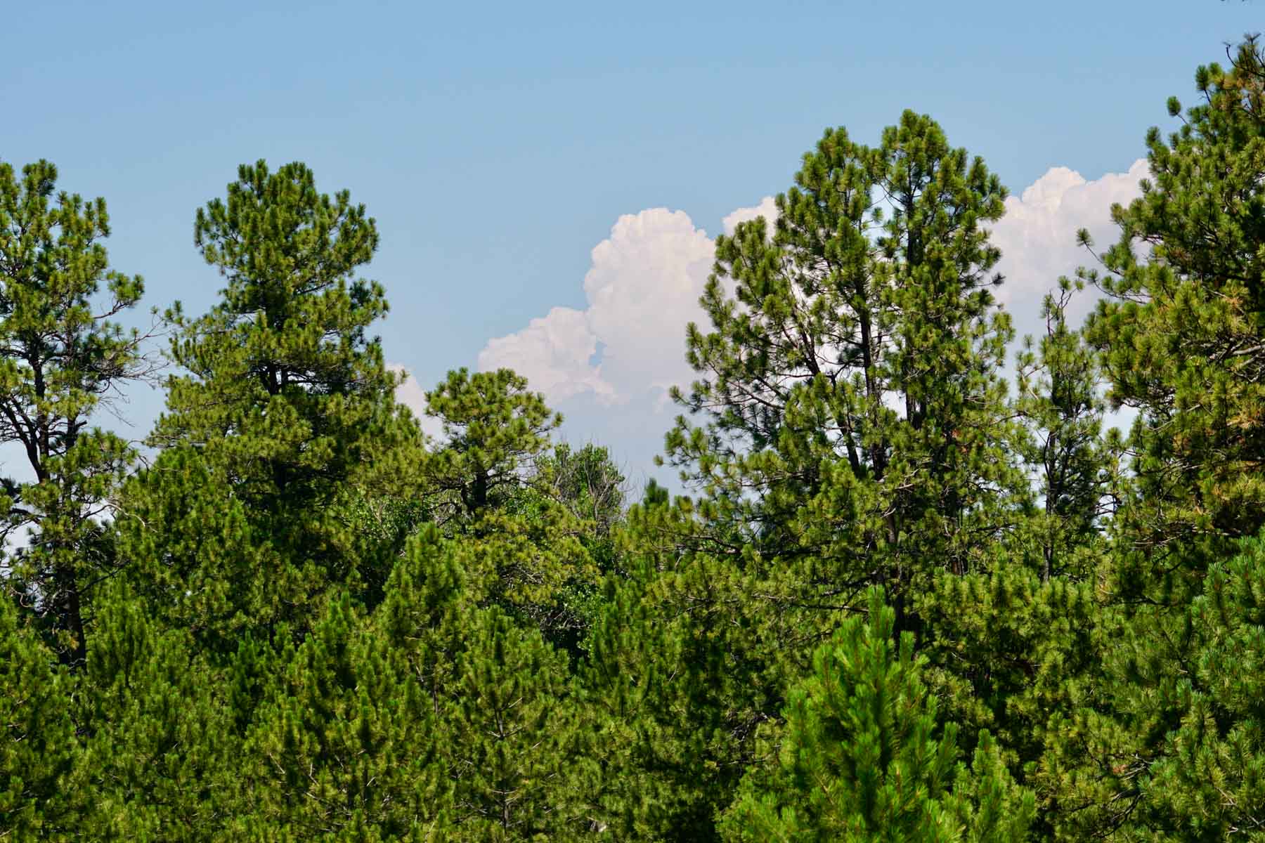 Bozle Creek Ranch property picture 32 of 87