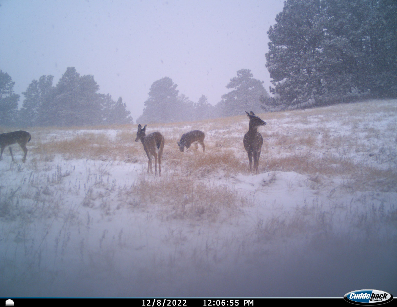 Bozle Creek Ranch property picture 55 of 87
