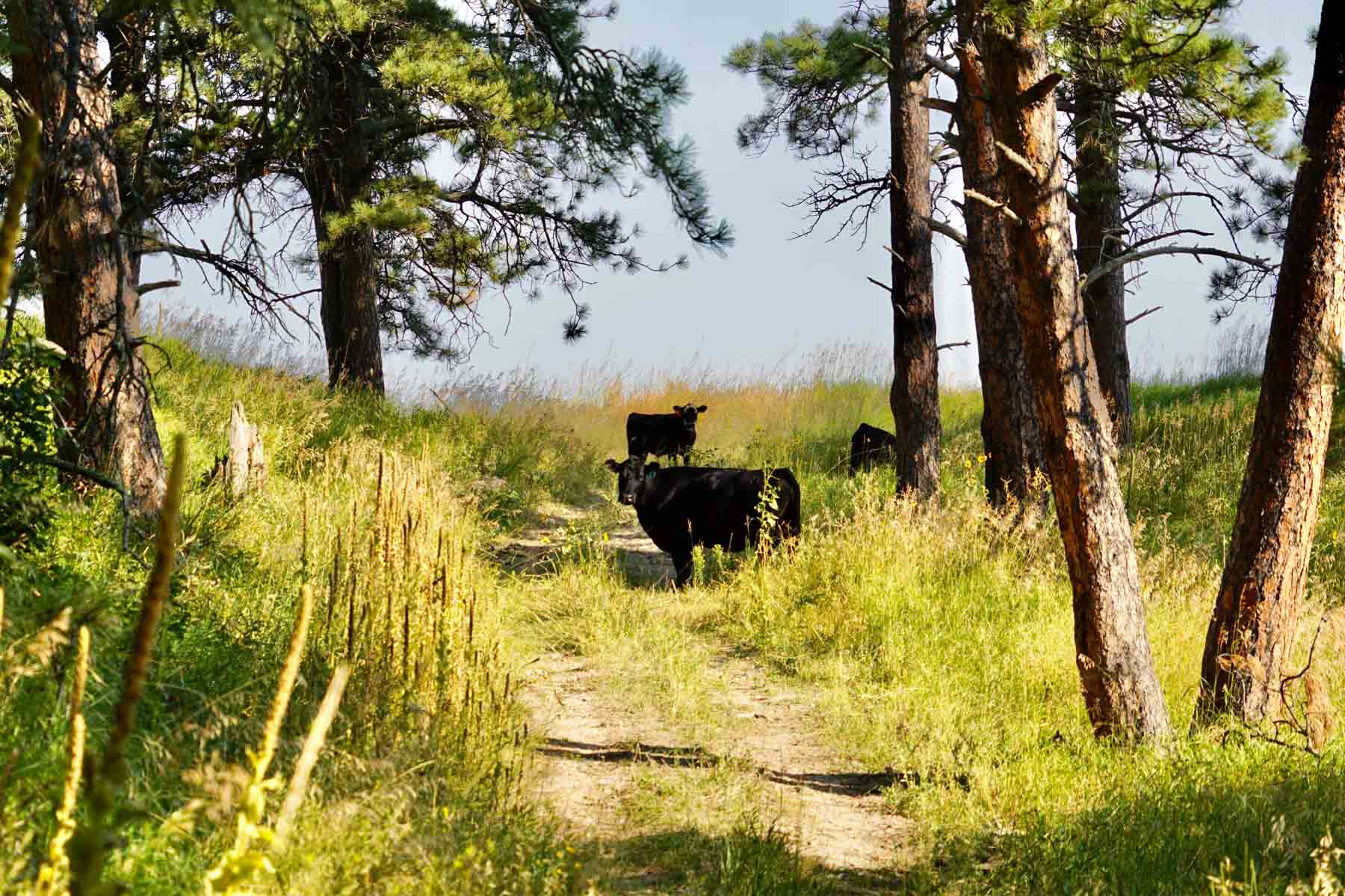 Bozle Creek Ranch property picture 11 of 87