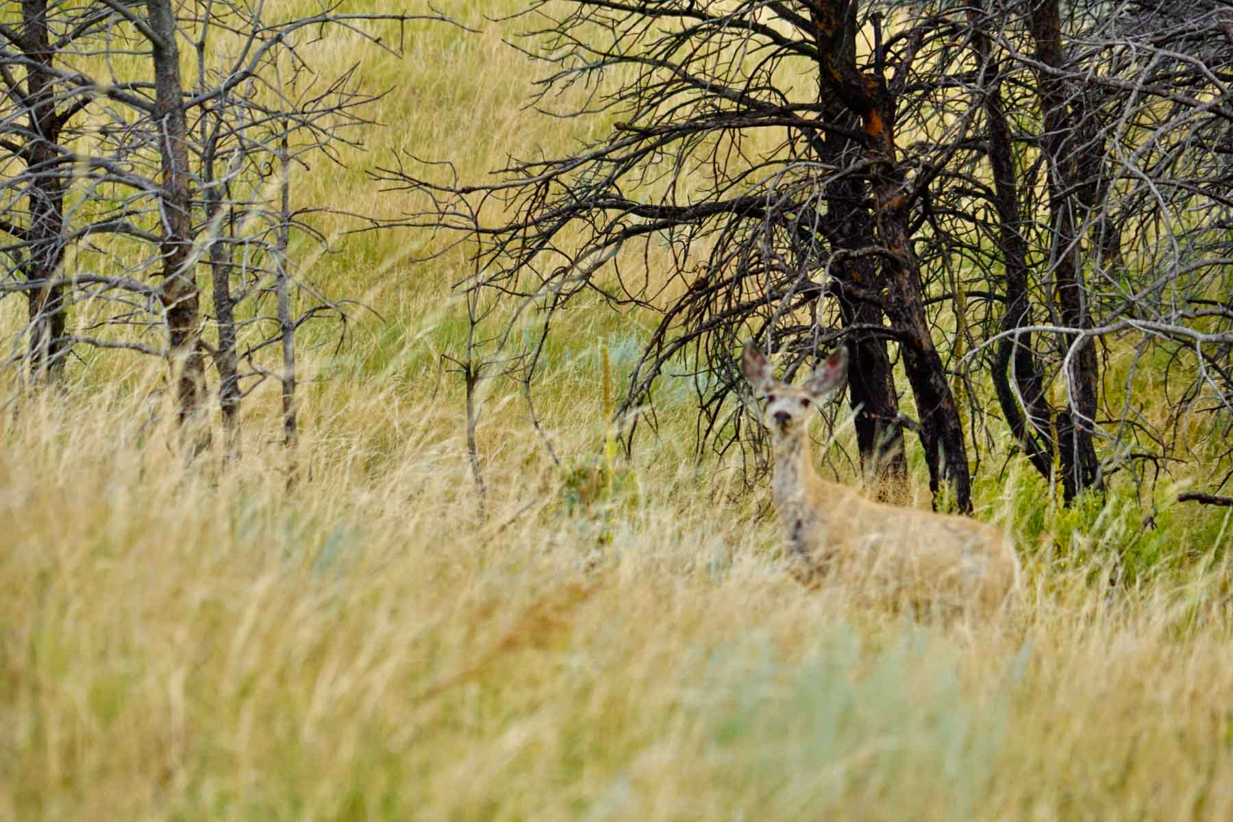 Bozle Creek Ranch property picture 69 of 87