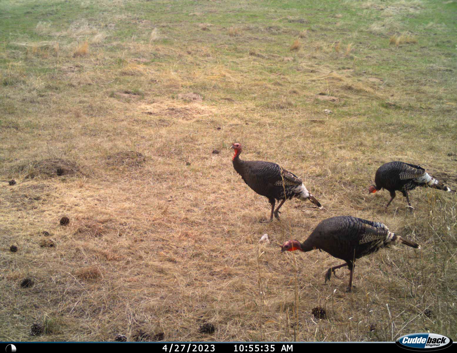 Bozle Creek Ranch property picture 12 of 87