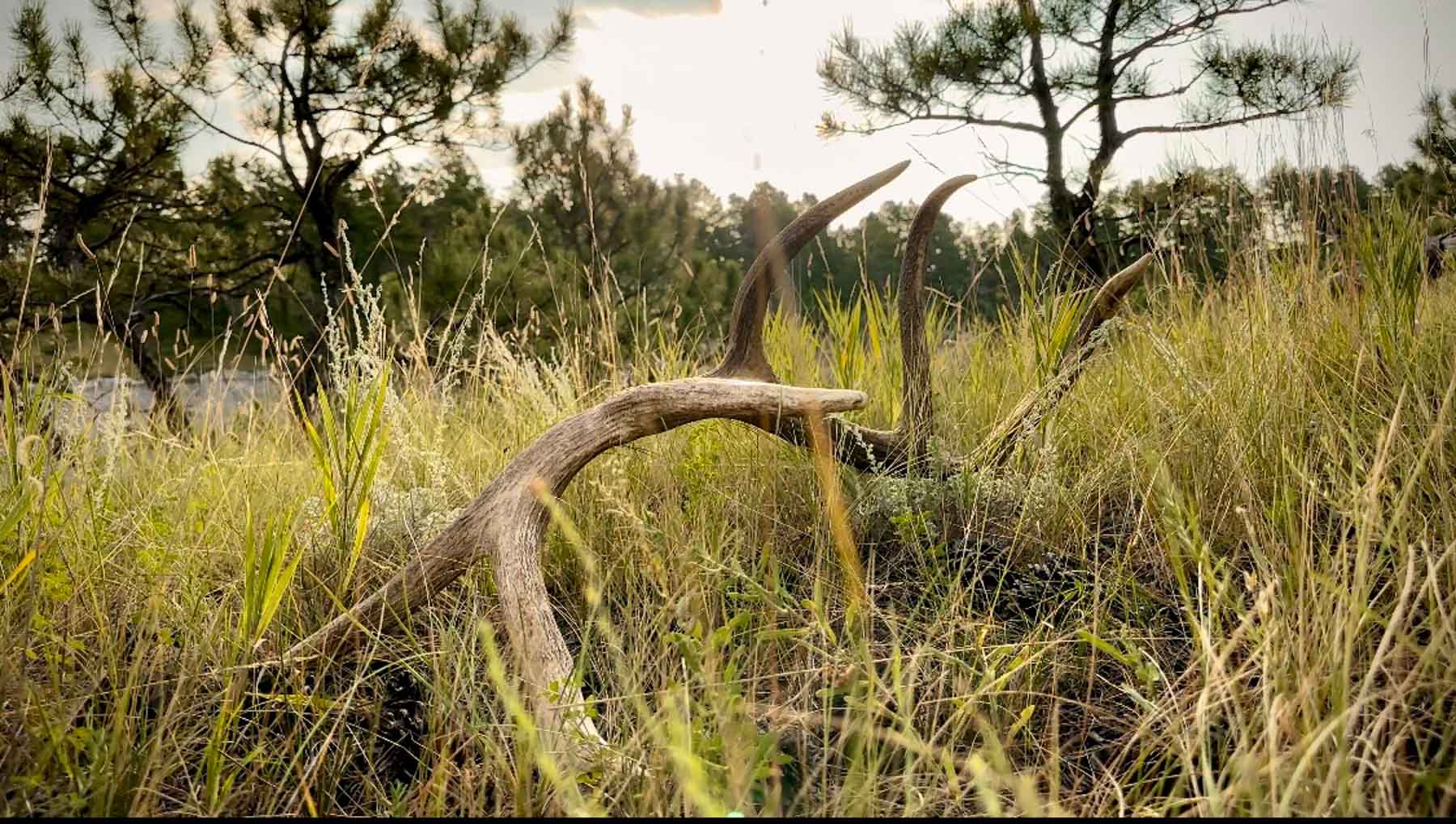 Bozle Creek Ranch property picture 76 of 87