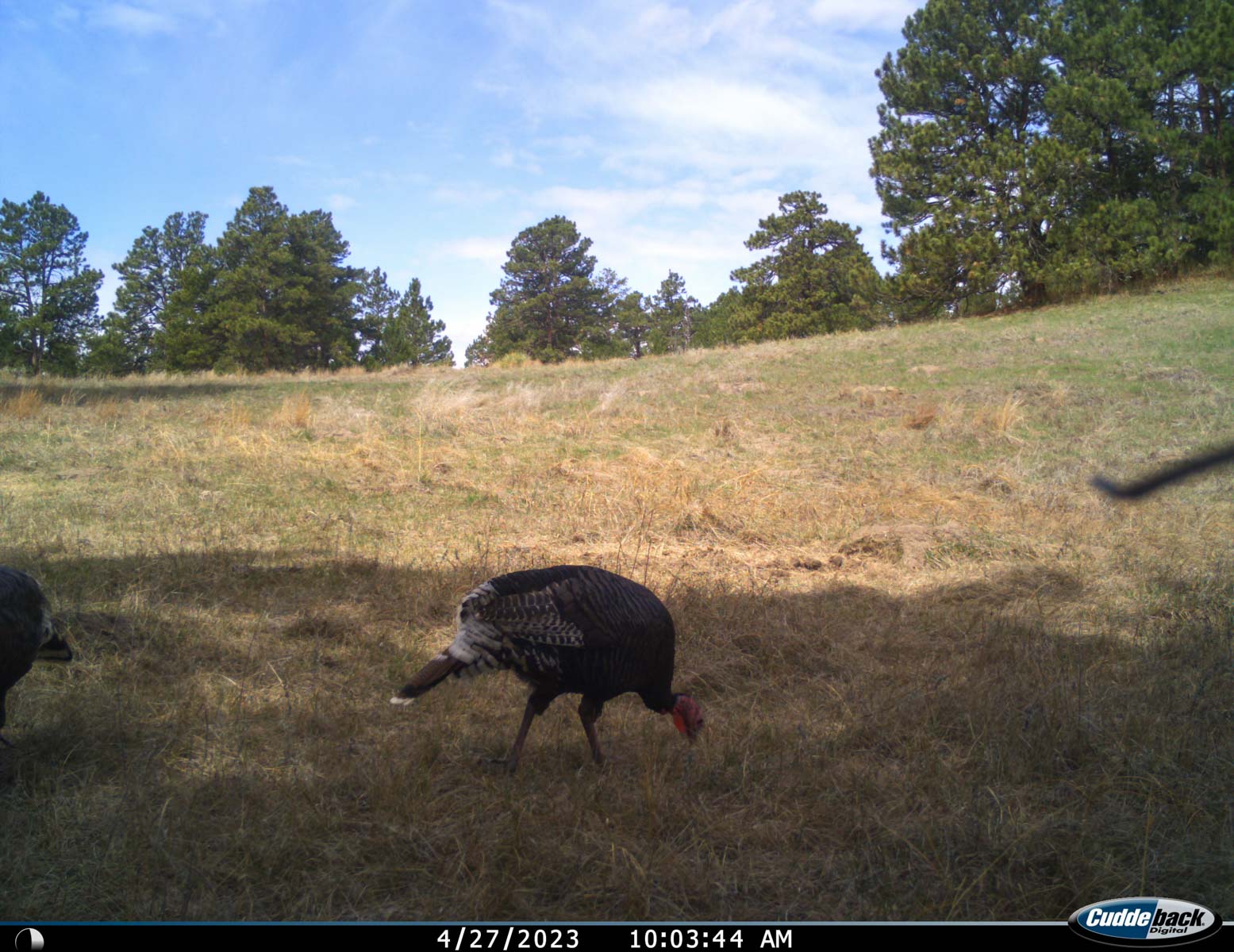 Bozle Creek Ranch property picture 74 of 87