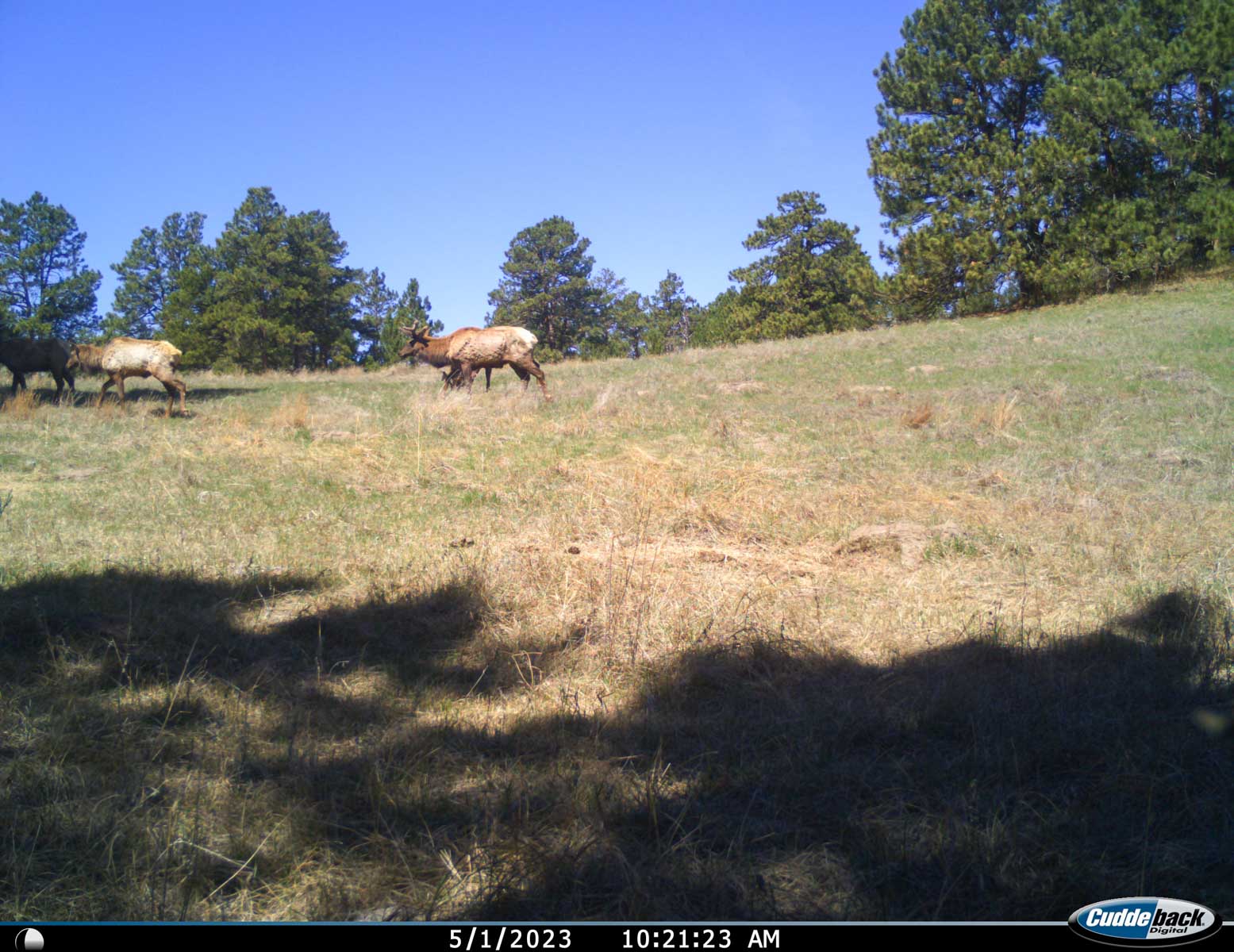 Bozle Creek Ranch property picture 77 of 87