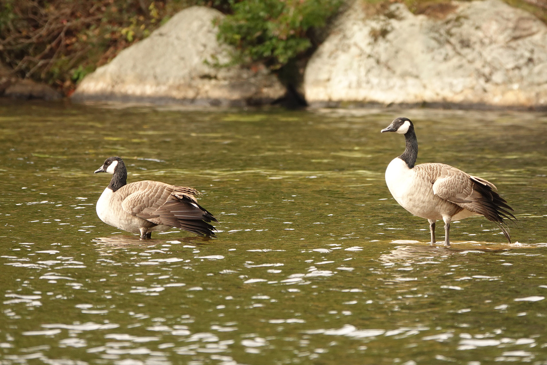 Atwater Pond property picture 58 of 60