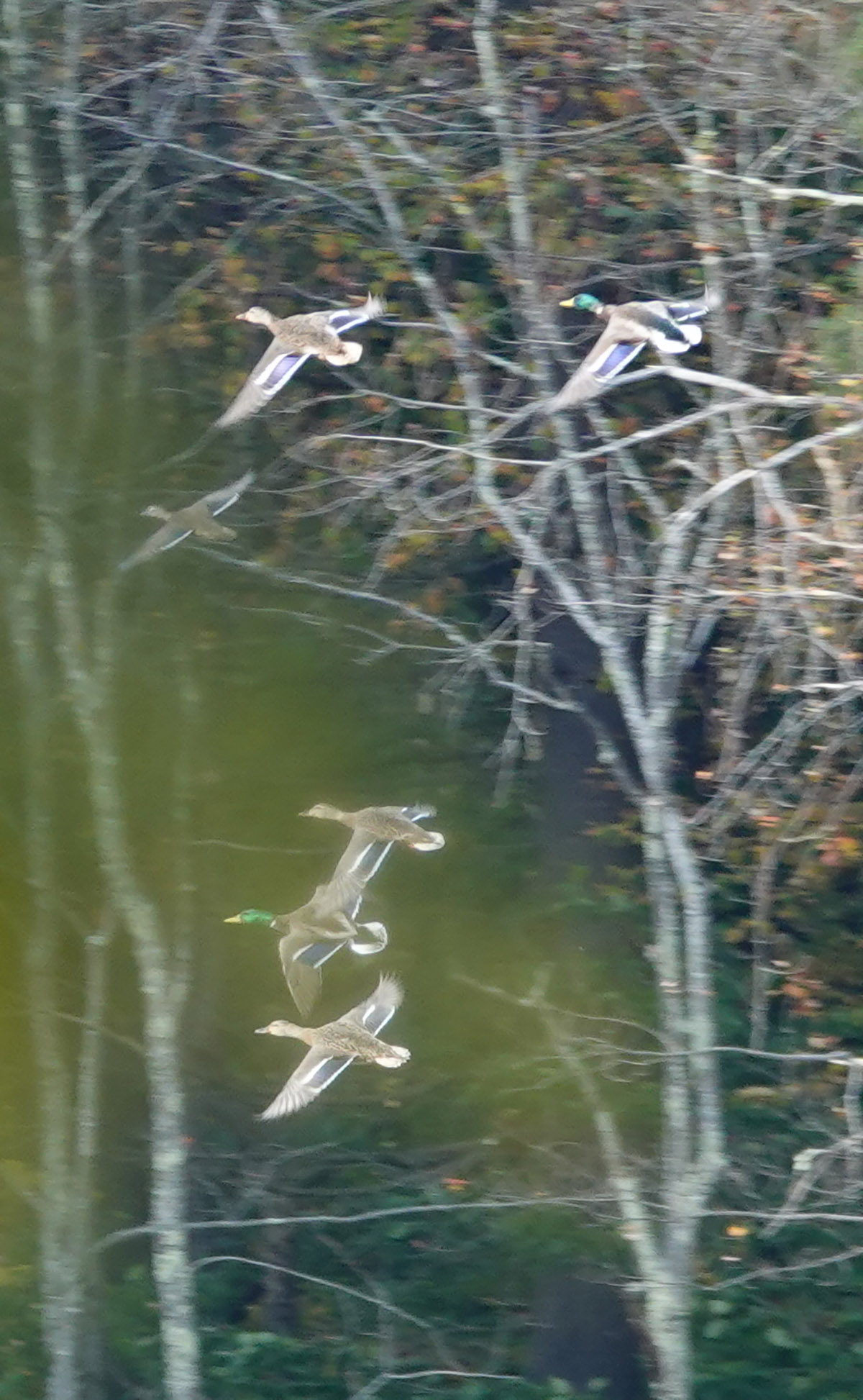 Atwater Pond property picture 57 of 60