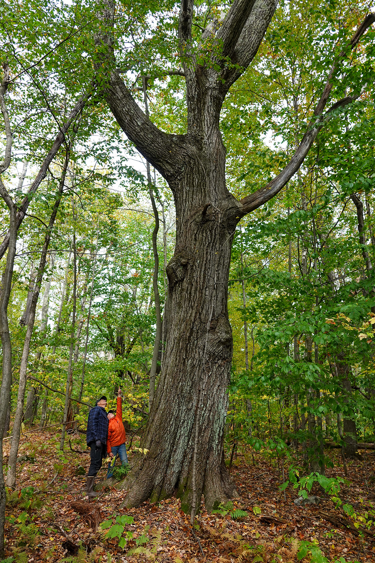 Atwater Pond property picture 56 of 60