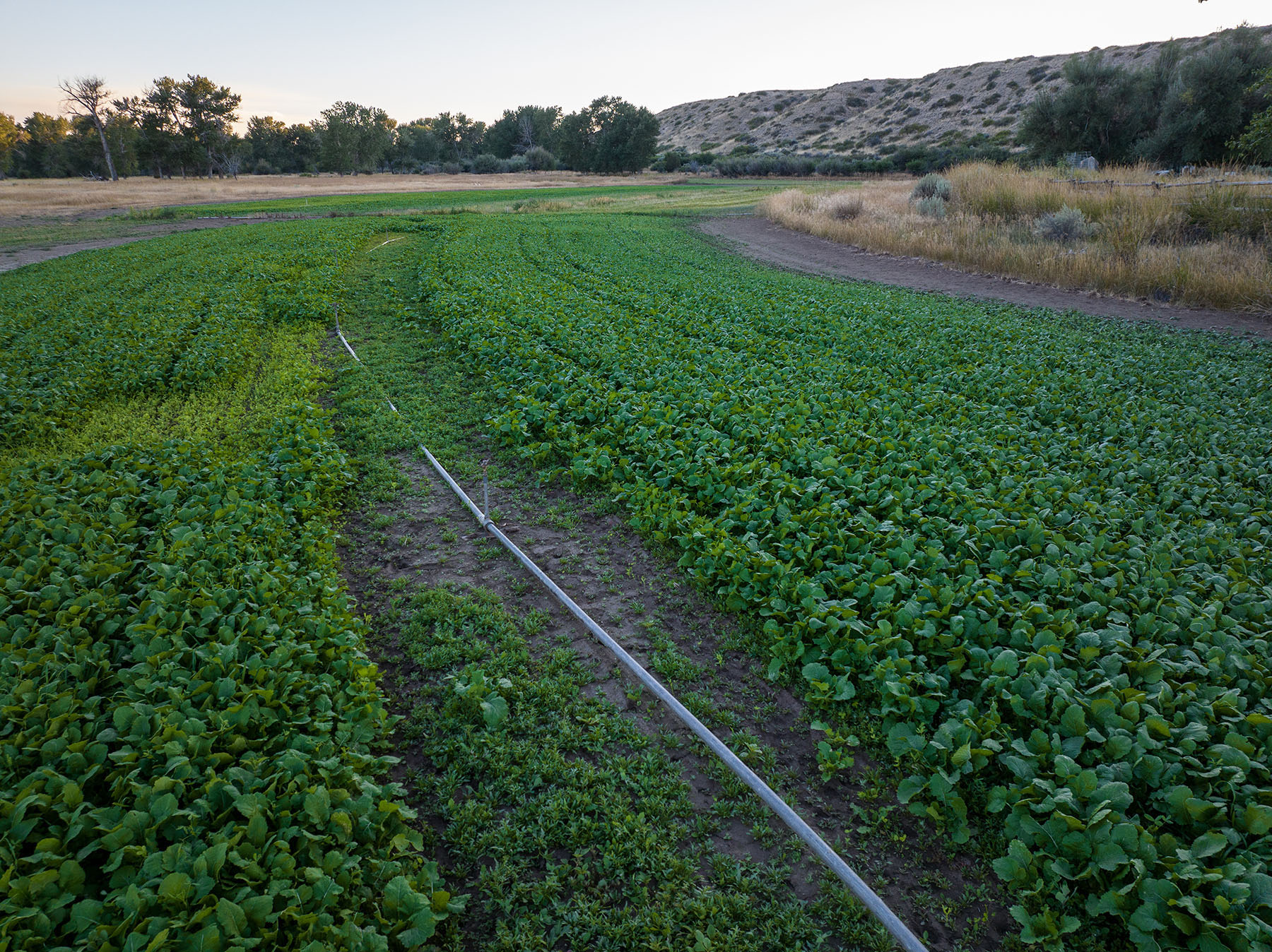Crow's Foot on the Big Hole property picture 71 of 75