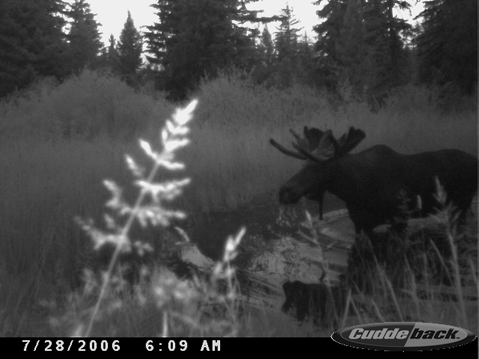 Bitterroot Mountain Retreat property picture 88 of 106