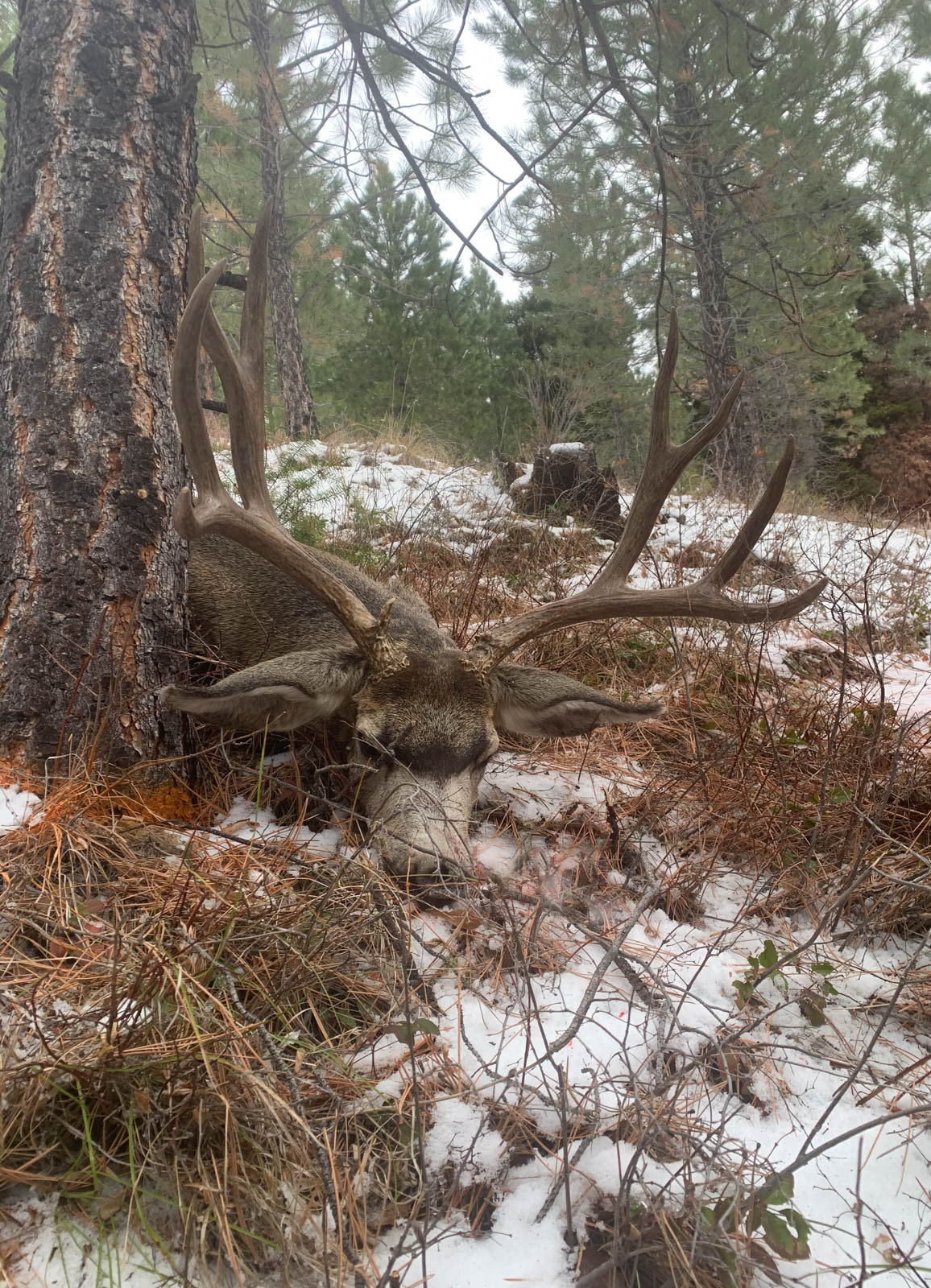 Bitterroot Mountain Retreat property picture 2 of 106