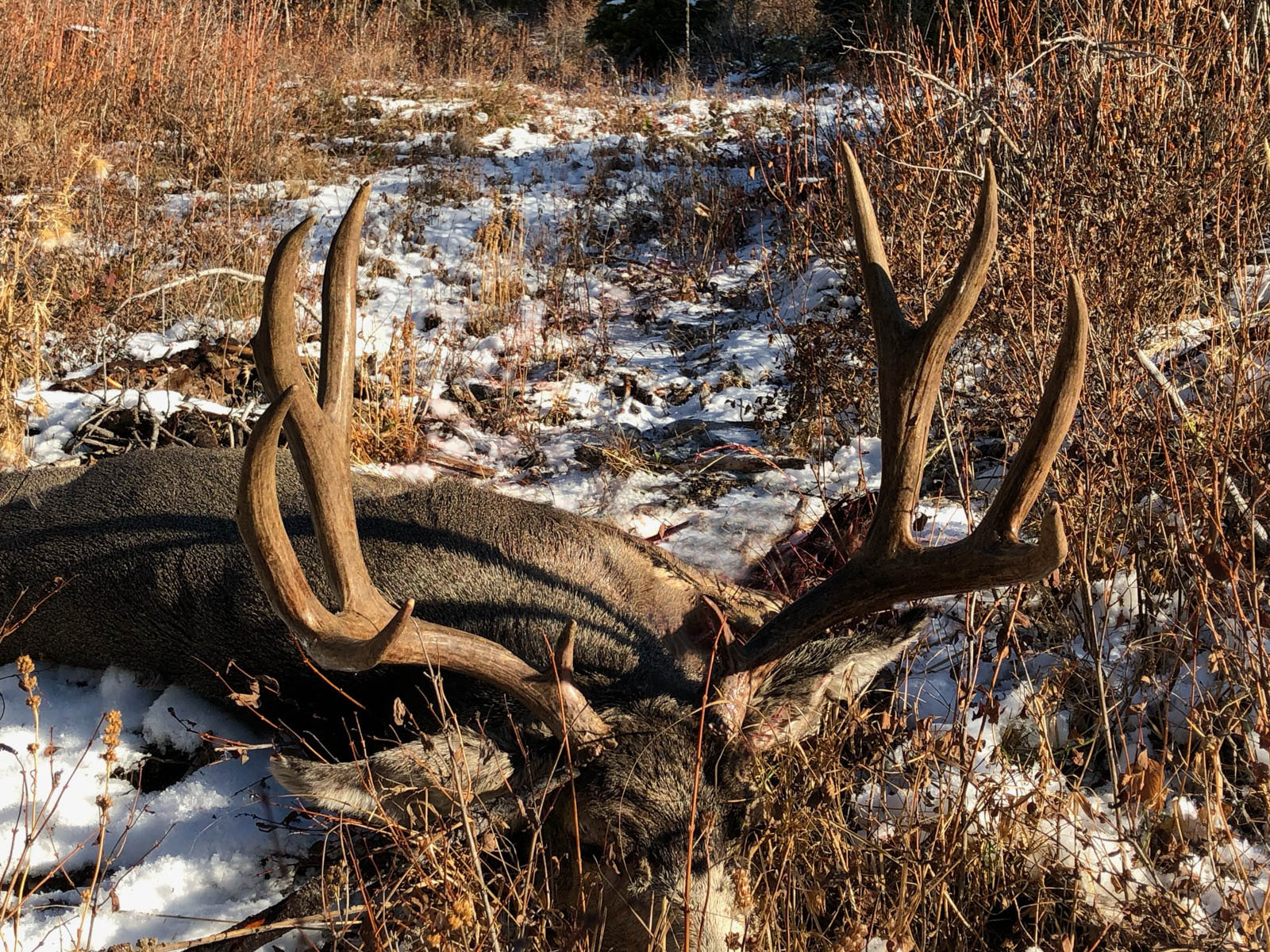 Bitterroot Mountain Retreat property picture 83 of 106