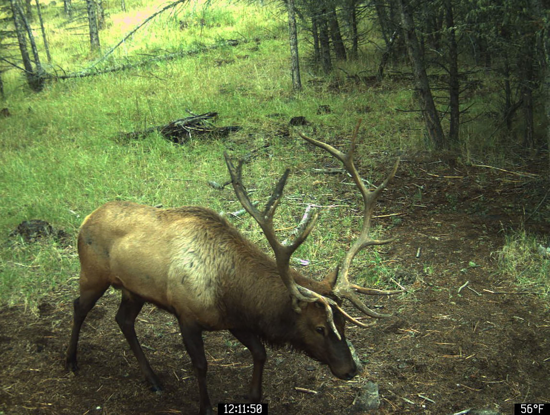 Bitterroot Mountain Retreat property picture 102 of 106