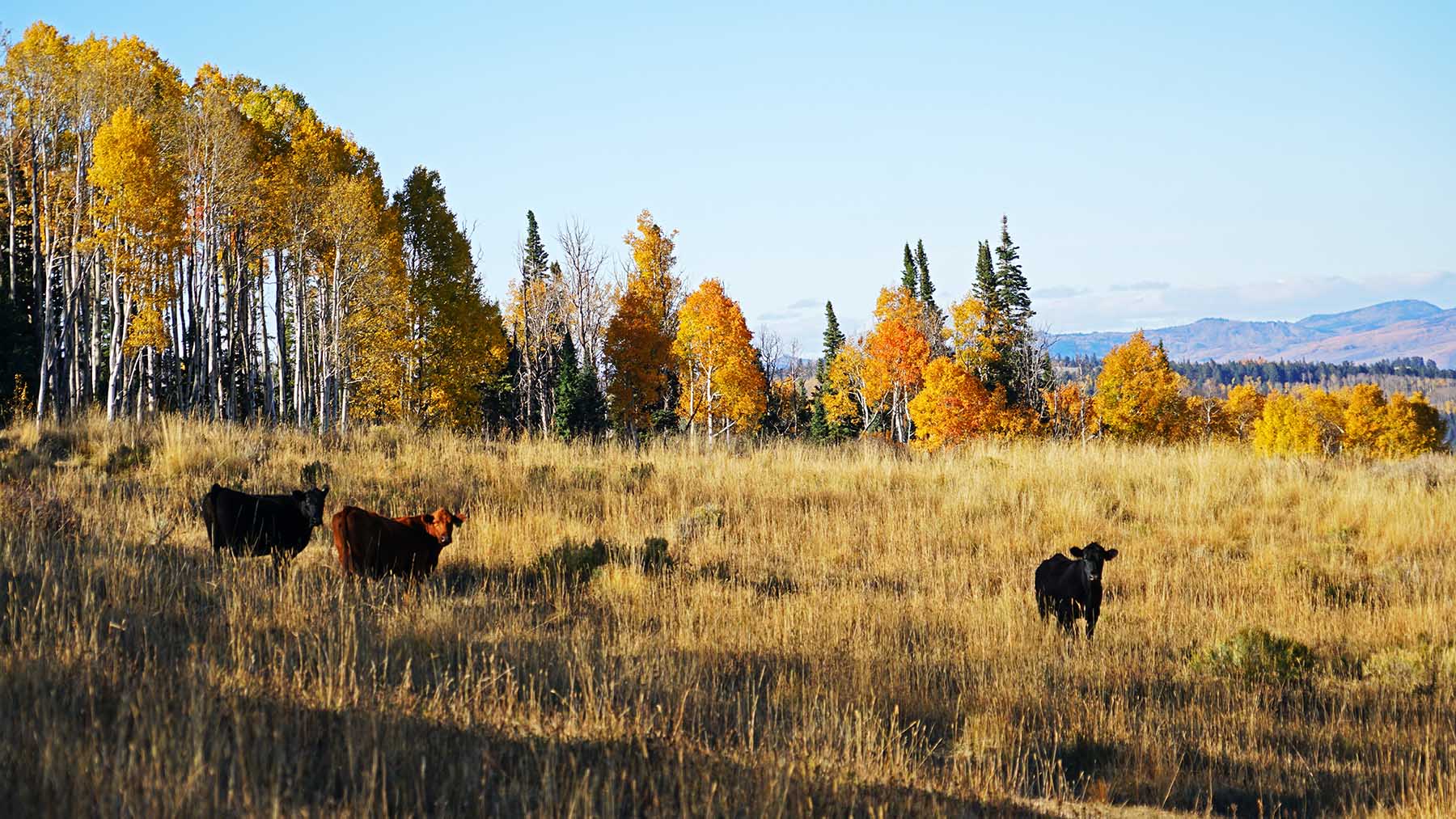 Gore Range Ranch property picture 11 of 55