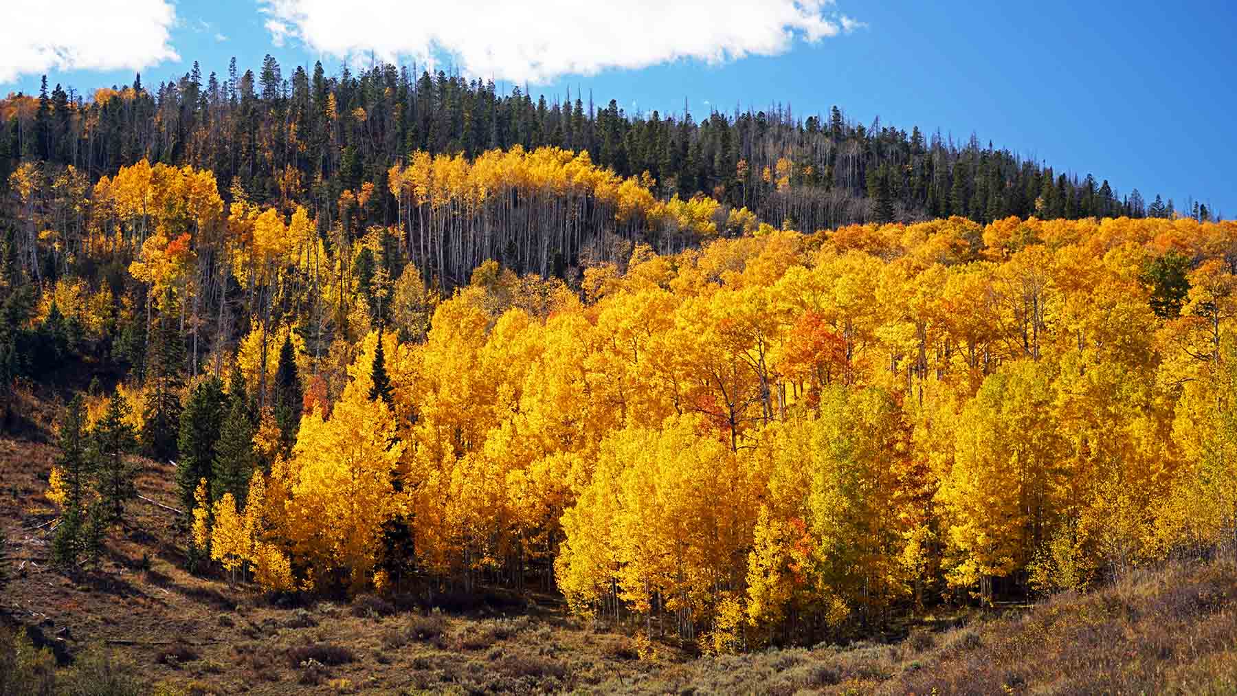 Gore Range Ranch property picture 14 of 55