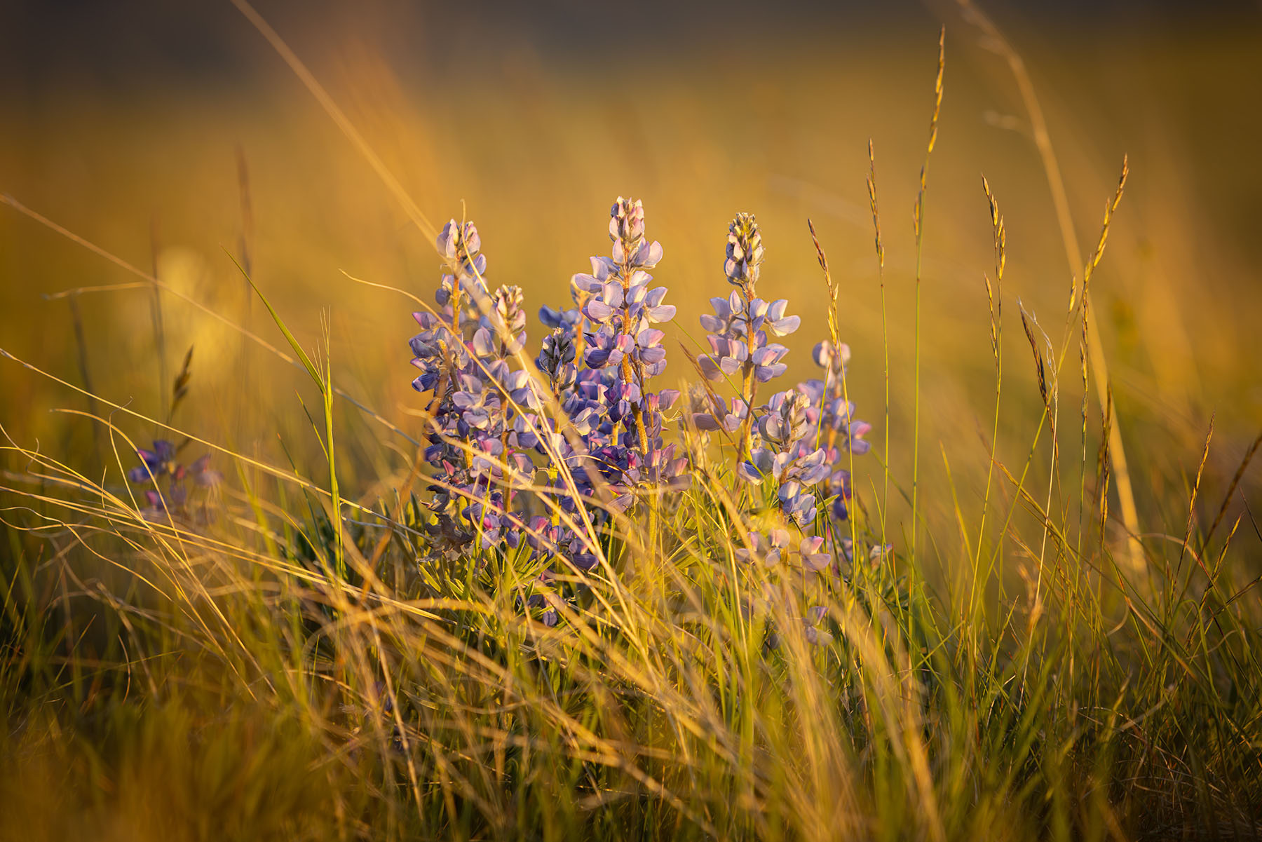 Rocking Chair Ranch property picture 59 of 80
