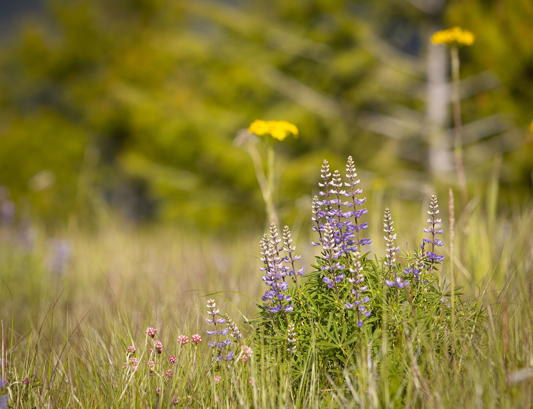 Haskill Mountain Retreat property picture 15 of 46