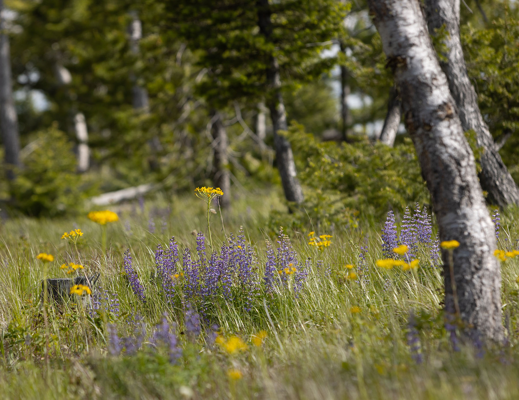 Haskill Mountain Retreat property picture 9 of 46