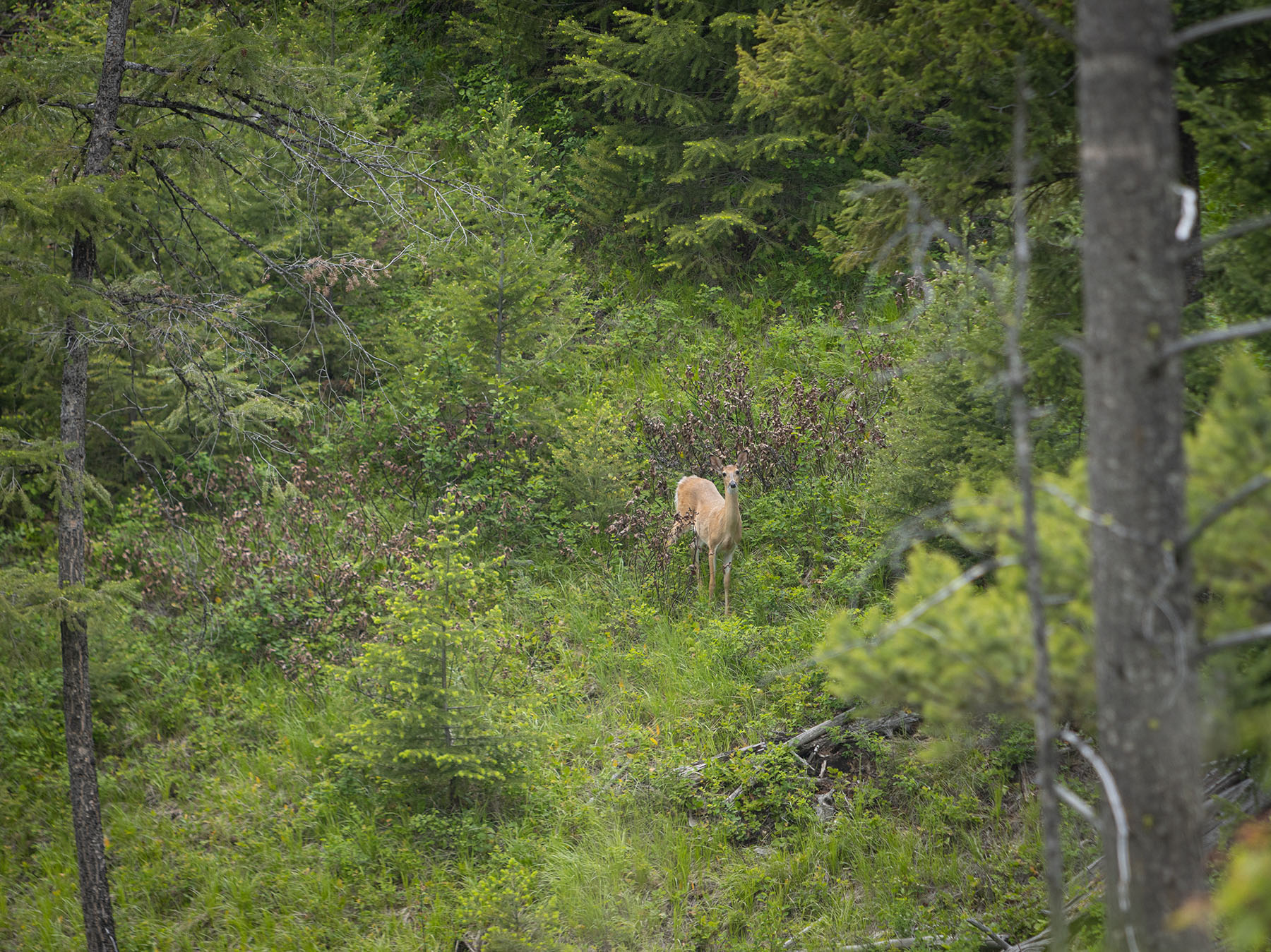 Haskill Mountain Retreat property picture 7 of 46