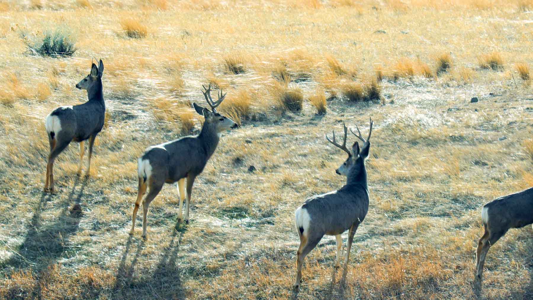 Beehive Ranch property picture 22 of 31