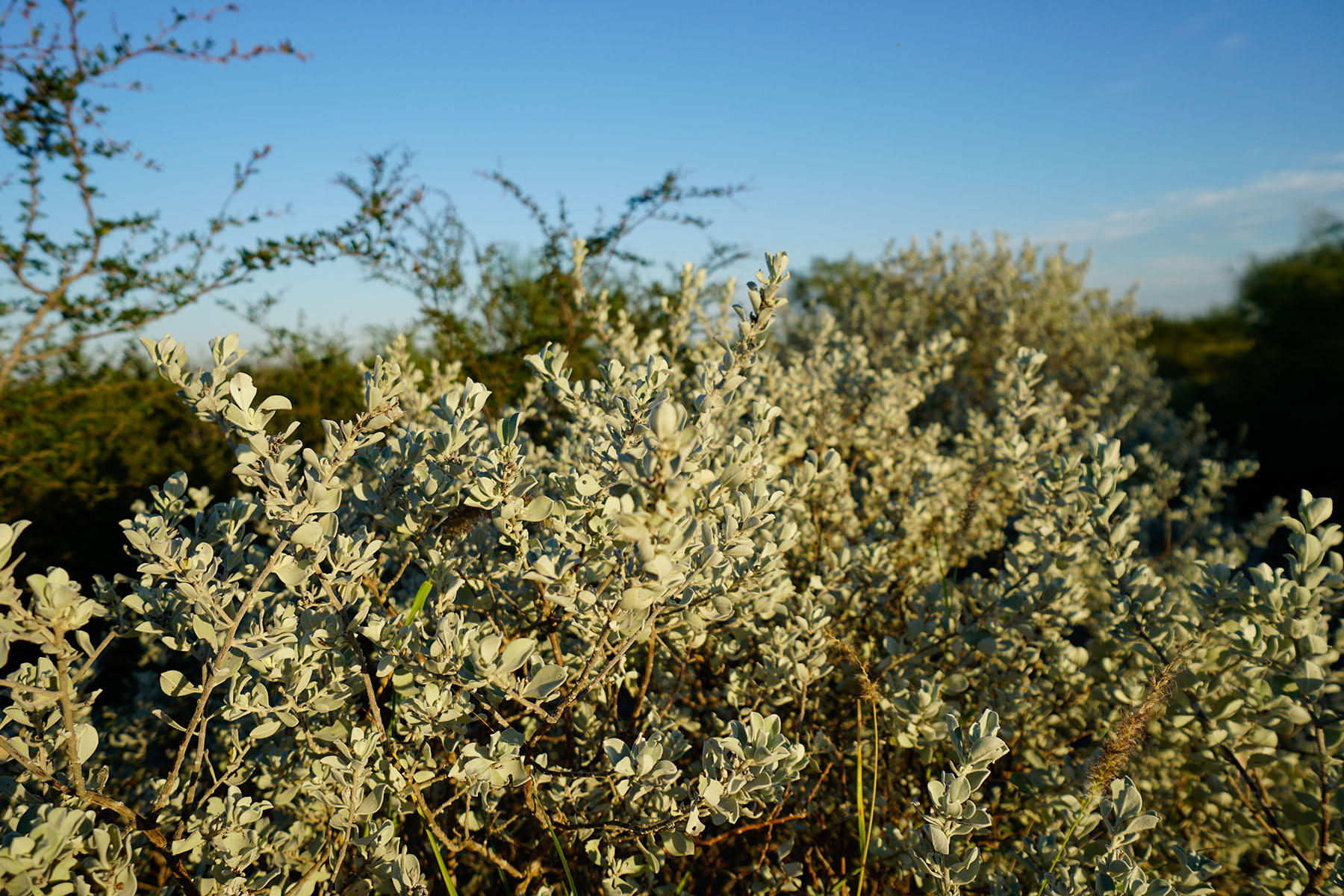West Webb Ranch property picture 16 of 27