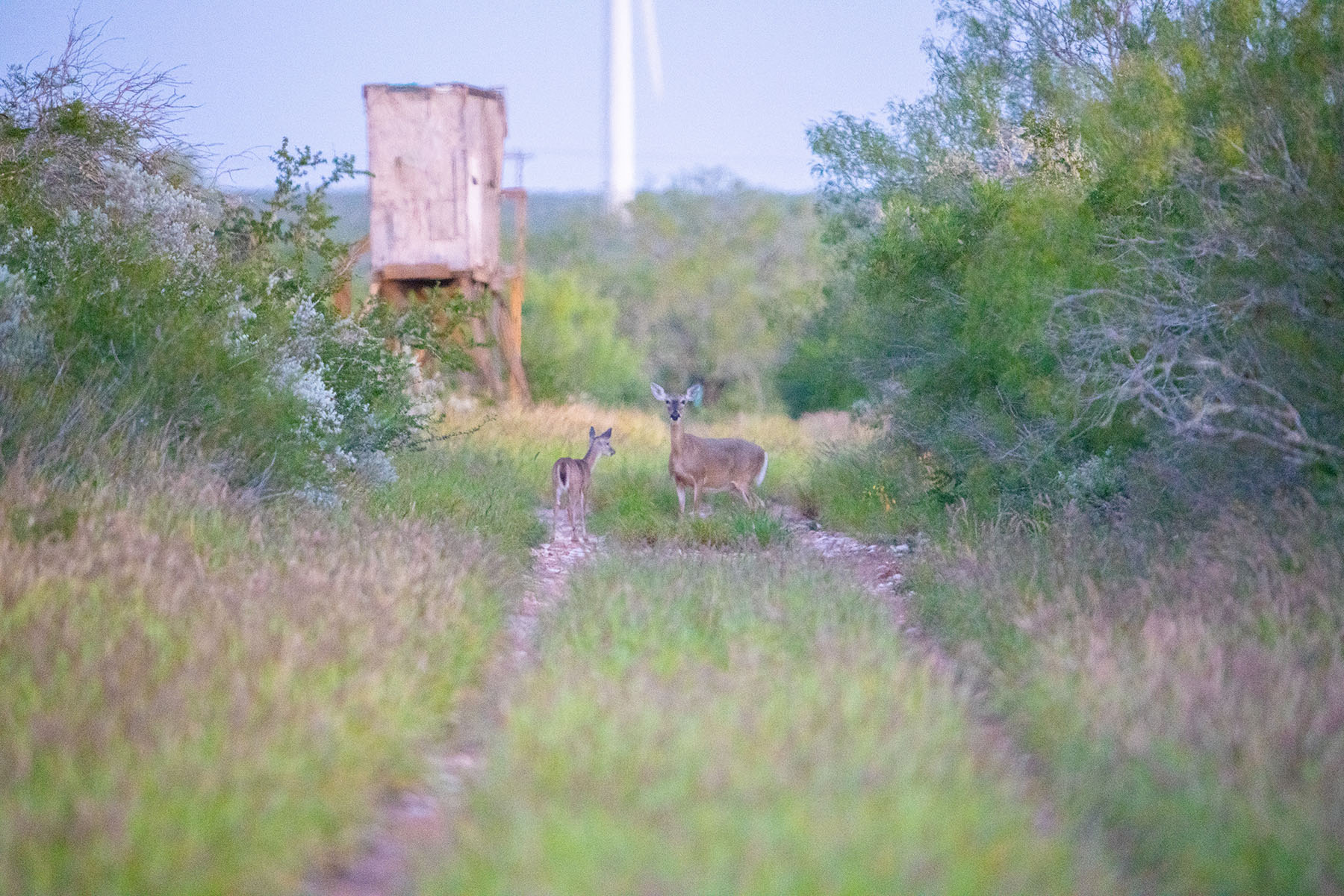 West Webb Ranch property picture 2 of 27