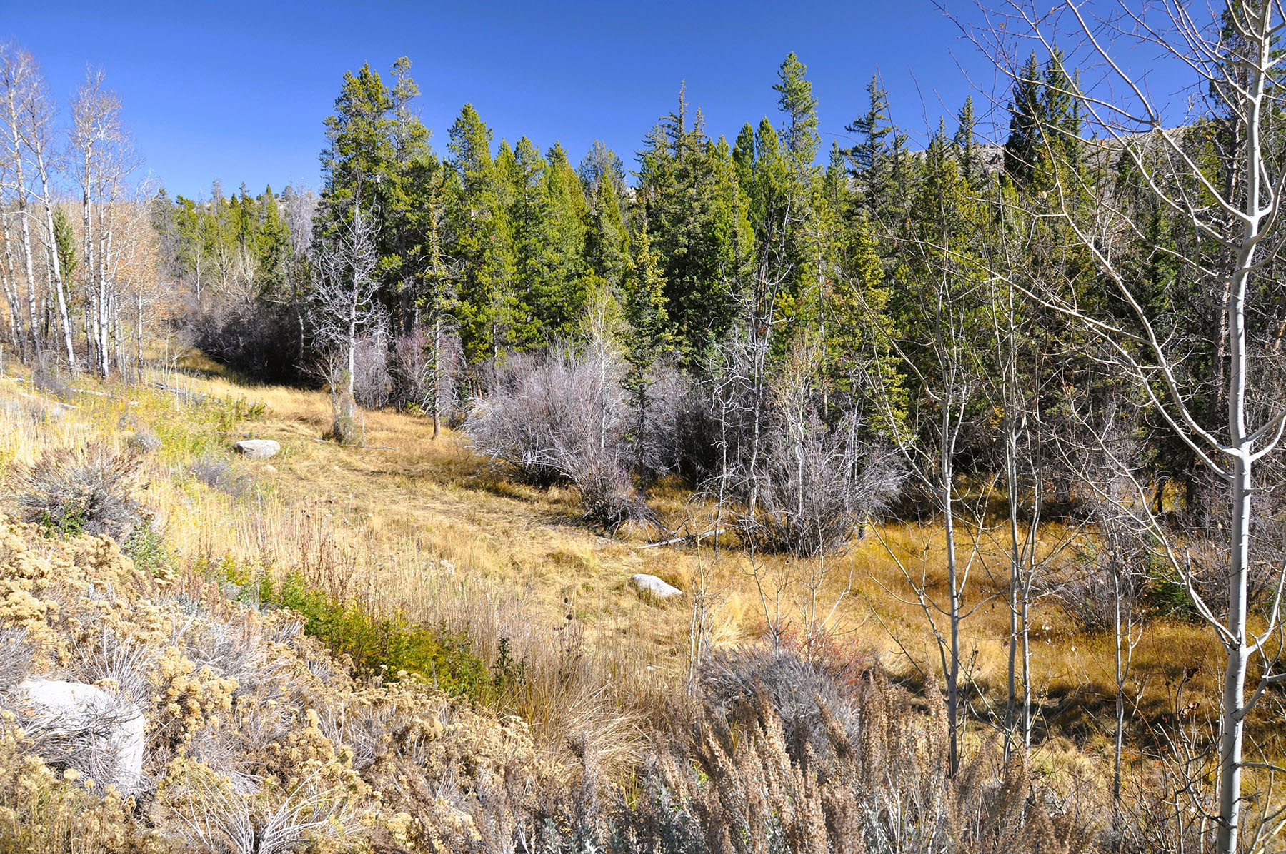 Binning Willow Creek Ranch property picture 20 of 25