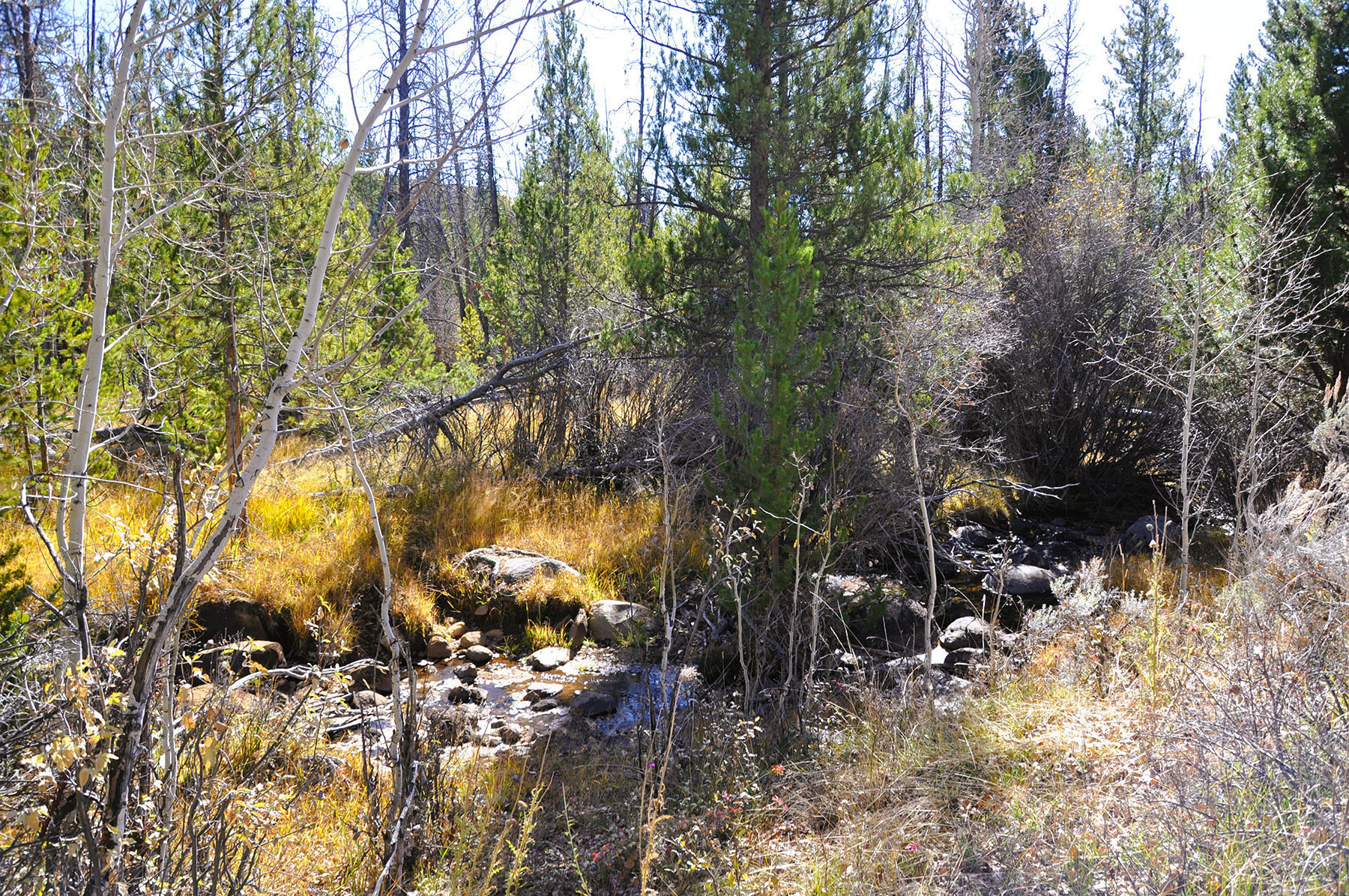 Binning Willow Creek Ranch property picture 18 of 25