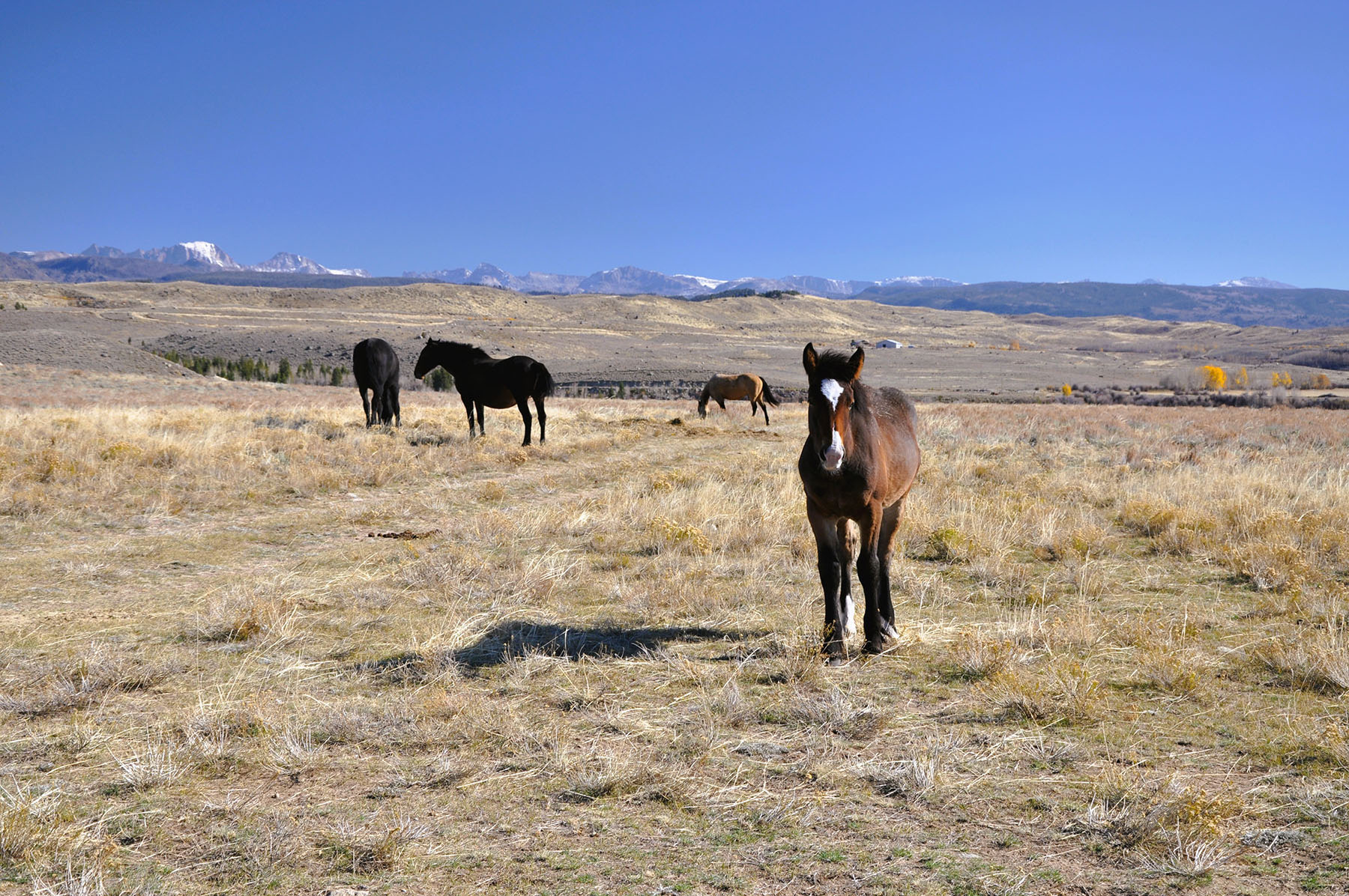 Binning Willow Creek Ranch property picture 17 of 25