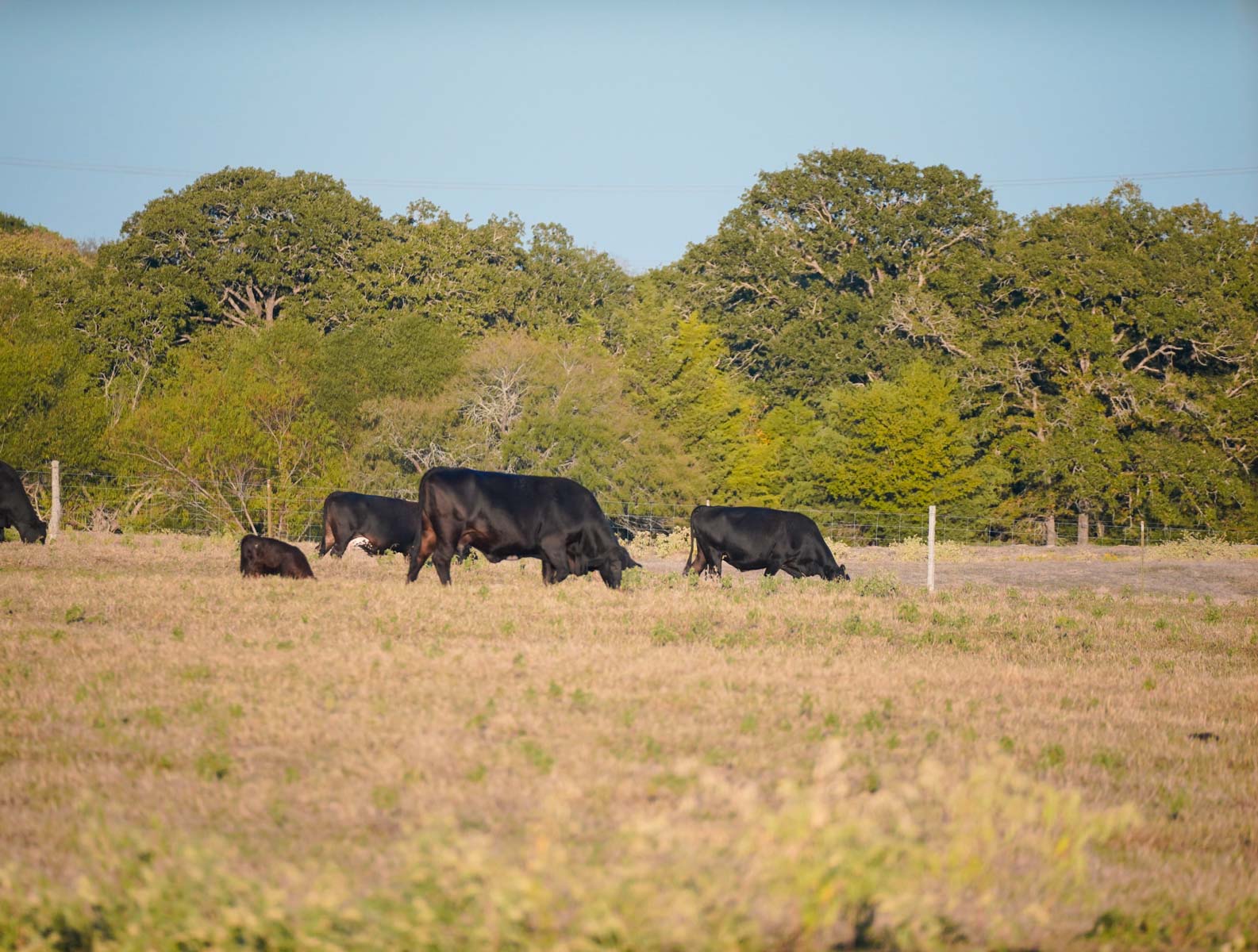 Windy Hill Ranch property picture 25 of 46