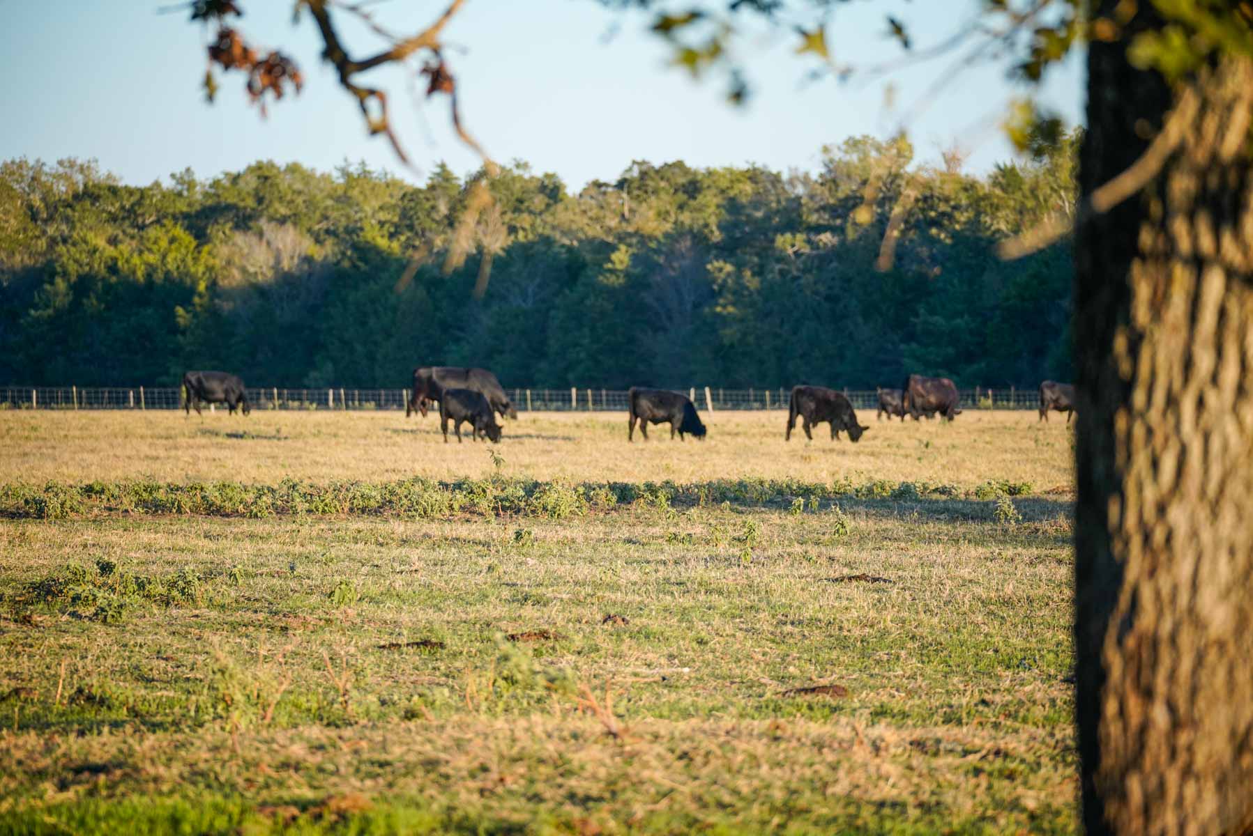 Windy Hill Ranch property picture 21 of 46