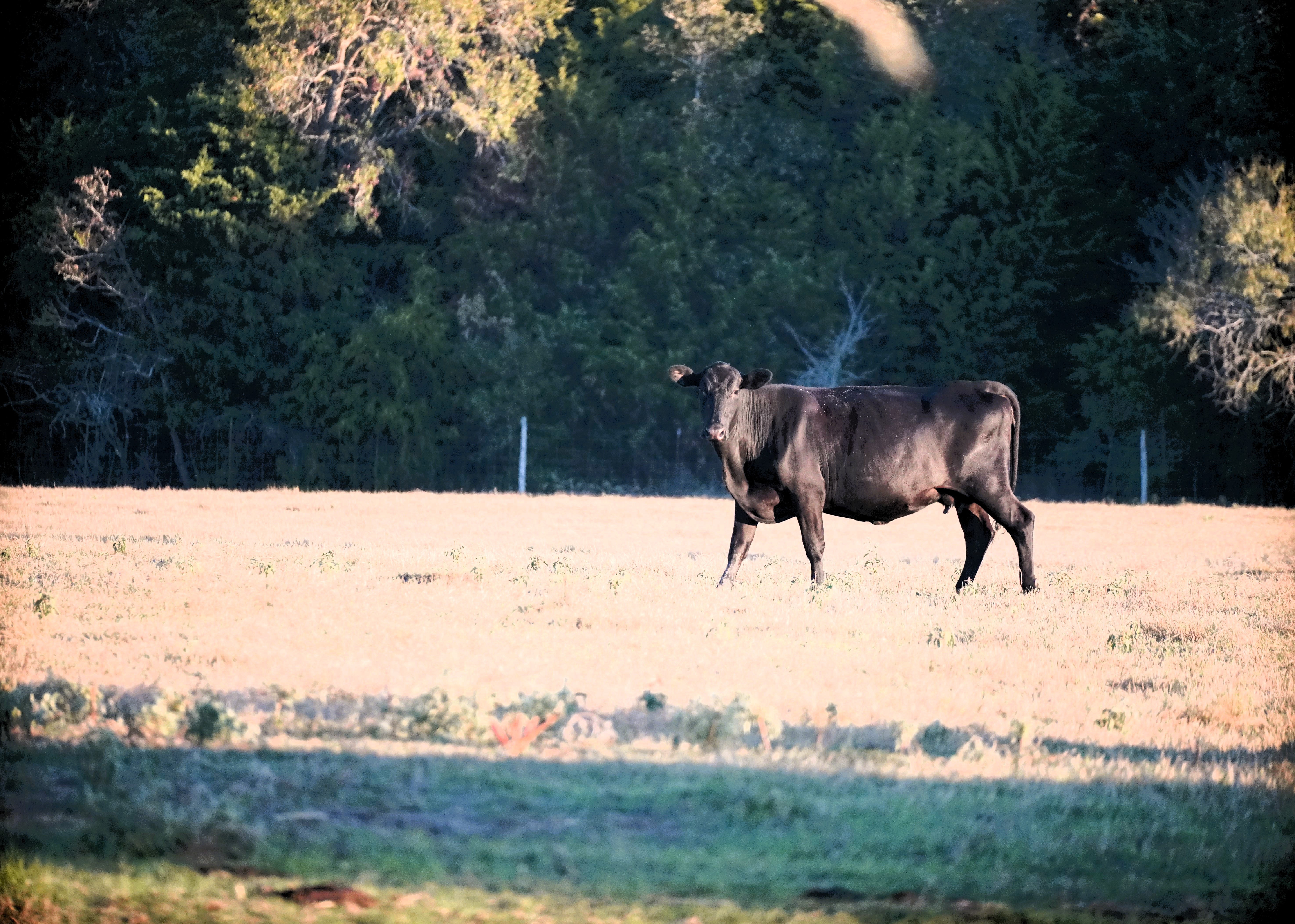 Windy Hill Ranch property picture 46 of 46